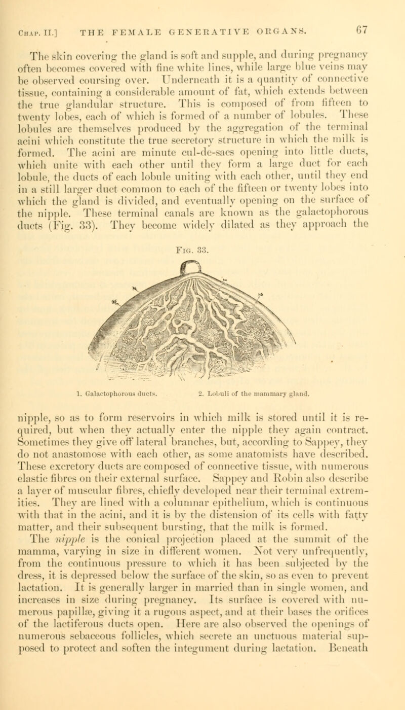 The skin covering the gland is soft and supple, and during pregnancy often becomes covered with tine white line-, while large blue veins may he observed coursing over. Underneath it is a quantity of connective tissue, containing a considerable amount of fat, which extends between the true glandular structure. This is composed of from fifteen to twenty lobes, each of which is formed of a number of lobules. These lobules are themselves produced by the aggregation of the terminal acini which constitute the true secretory structure in which the milk is formed. The acini are minute cnl-de-sacs opening into little ducts, which unite with each other until they form a large duct for each lobule, the ducts of each Lobule uniting with each other, until they end in a still larger duct common to each of the fifteen or twenty lobes into which the gland is divided, and eventually opening on the surface of the nipple. These terminal canals are known as the galactophorous ducts ( Fig. 33). They become widely dilated as they approach the Fig. 33. 1. Galactophorous ducts 2. Louuli of the mammary gland. nipple, so as to form reservoirs in which milk is stored until it is re- quired, lmt when they actually enter the nipple they again contract. Sometime- they give off lateral branches, but, according to Sappey, they do not anastomose with each other, as some anatomists have described. These excretory ducts are composed of connective tissue, with numerous clastic fibres on their external surface. Sappey and Robin also describe a layer of muscular fibres, chiefly developed near their terminal extrem- ities. They are lined with a columnar epithelium, which is continuous with that in the acini, and it is by the distension of its cells with fatty matter, and their subsequent bursting, that the milk is formed. The nipple is the conical projection placed at the summit of the mamma, varying in size in different women. Not very unfrequently, from the continuous pressure to which it has been subjected by the dress, it is depressed below the surface of the skin, so as even to prevent lactation. It is generally larger in married than in single women, and increases in size during pregnancy. Its surface is covered with nu- merous papillae, giving it a rugous aspect, and at their bases the orifices of the lactiferous ducts open. Here are also observed the openings of numerous sebaceous follicles, which secrete an unctuous material sup- posed to protect and -often the Integument during lactation. Beneath