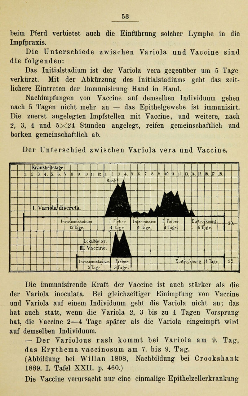 beim Pferd verbietet auch die Einführung solcher Lymphe in die Impfpraxis. Die Unterschiede zwischen Variola und Vaccine sind die folgenden: Das Initialstadium ist der Variola vera gegenüber um 5 Tage verkürzt. Mit der Abkürzung des Initialstadiums geht das zeit- lichere Eintreten der Immunisirung Hand in Hand. Nachimpfungen von Vaccine auf demselben Individuum gehen nach 5 Tagen nicht mehr an — das Epithelgewebe ist immunisirt. Die zuerst angelegten Impfstellen mit Vaccine, und weitere, nach 2, 3, 4 und 5X24 Stunden angelegt, reifen gemeinschaftlich und borken gemeinschaftlich ab. Der Unterschied zwischen Variola vera und Vaccine. Kran! Jte Ist te? 1 1 2 3 •1 5. B 7. 8 9. 10 II i; LJJ 5 6. 7 B 8 llD 11 12. 13. u, 15 ie B 18 JR, ish[i iJ m i m i i ■ i i i. I Vj.ri >la di ictet 1. M 11 M i Jl-.-:.:' Inva.sionssiaoliuri i Fieber In trinission D F.ibe Eir tro km H h- 12Ta£e < >tL 4 Tage »Tage IST, >E« u i Lok Ejb eile t. 1 .V IC( in .. m mm [n nsi ms tadl um Filetier F inhrocii nur R 47 ige 2 J 5 ra - 3[Ta^e- ._ Die immunisirende Kraft der Vaccine ist auch stärker als die der Variola inoculata. Bei gleichzeitiger Einimpfung von Vaccine und Variola auf einem Individuum geht die Variola nicht an; das hat auch statt, wenn die Variola 2, 3 bis zu 4 Tagen Vorsprung hat, die Vaccine 2—4 Tage später als die Variola eingeimpft wird auf demselben Individuum. — Der Variolous rash kommt bei Variola am 9. Tag, das Erythema vaccinosum am 7. bis 9. Tag. (Abbildung bei Will an 1808, Nachbildung bei Crookshank 1889. I. Tafel XXII. p. 460.) Die Vaccine verursacht nur eine einmalige Epithelzellerkrankung