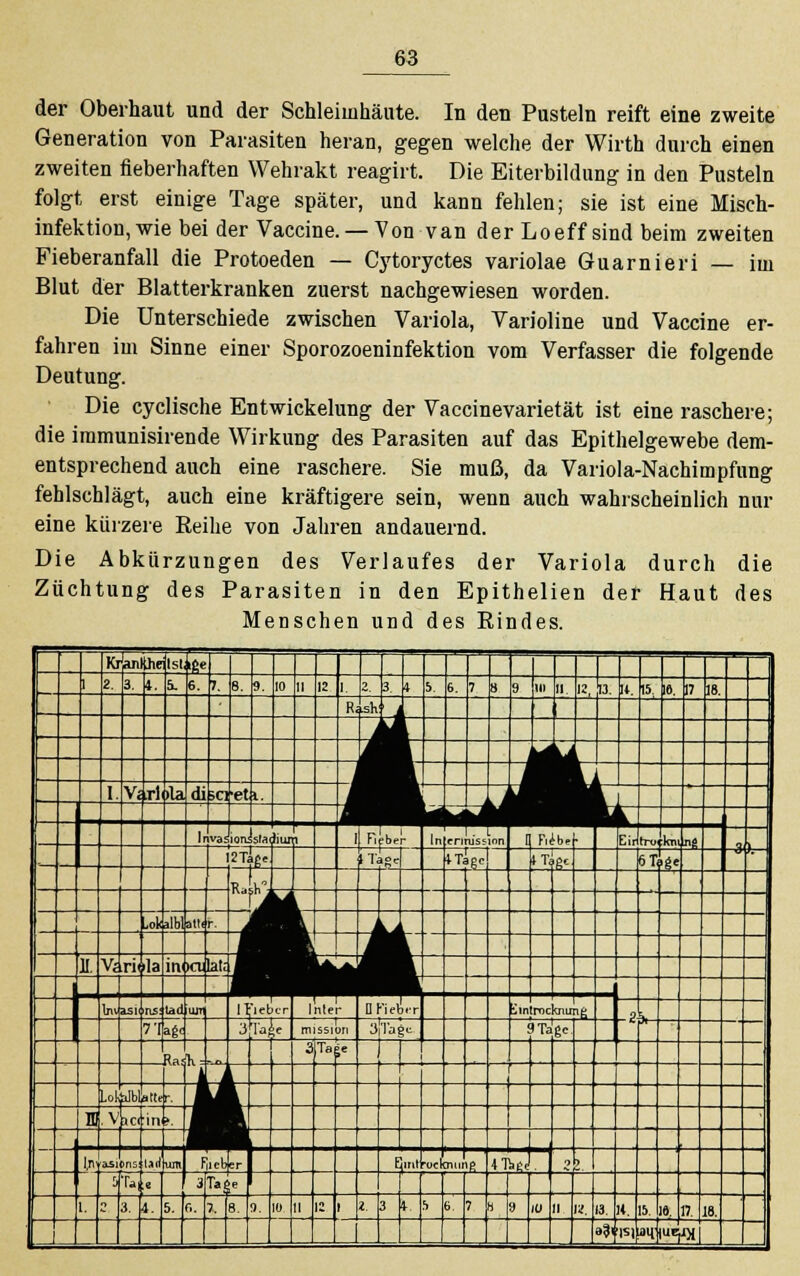 der Oberhaut und der Schleimhäute. In den Pusteln reift eine zweite Generation von Parasiten heran, gegen welche der Wirth durch einen zweiten fieberhaften Wehrakt reagirt. Die Eiterbildung in den Pusteln folgt erst einige Tage später, und kann fehlen; sie ist eine Misch- infektion, wie bei der Vaccine. — Von van der Loeff sind beim zweiten Fieberanfall die Protoeden — Cytoryctes variolae Guarnieri — im Blut der Blatterkranken zuerst nachgewiesen worden. Die Unterschiede zwischen Variola, Varioline und Vaccine er- fahren im Sinne einer Sporozoeninfektion vom Verfasser die folgende Deutung. Die cyclische Entwickelung der Vaccinevarietät ist eine raschere; die iramunisirende Wirkung des Parasiten auf das Epithelgewebe dem- entsprechend auch eine raschere. Sie muß, da Variola-Nachimpfung fehlschlägt, auch eine kräftigere sein, wenn auch wahrscheinlich nur eine kürzere Reihe von Jahren andauernd. Die Abkürzungen des Verlaufes der Variola durch die Züchtung des Parasiten in den Epithelien der Haut des Menschen und des Rindes. Kijan üie Isl i£« 1 2. 3. 4. ä. 6. 1. 8. 9. 10 11 12 i 2 3, + 5 6. 7 8 9 in ii 1«, tt it 15 16 17 18 R fch i M M * _i lli 1 . I V; ri Dia Uh iC] ►et 1. jt Jl t [ 1 va: lon. stadiur T Fieber In entussion 0 Fieb* Eil fro kru nf »2-nj iri«« ITagc M}gc 6T, >t« 1 Ra't° Lok albl J«( r -MM. 1 i H. 11 va cy »la 111 >a lata i^^f Ifc* Im All luv asi [15: tad LUT 1 Fieber Inter DKieb.-r iintmcknun^ -2 71 ag< $?ab' rmssiuri 3) Tage; 9 Tage Ras ll =  3 Ta l< ) '~ Lol ijbliatte r. n \ HCl in • In asions lid ■um Fllcb|er | EJirit ockntinß ITaJ 9 > b l ■ 3 Tfi«- f 1. Z t l. 5. c. 7. 8. J9. 10 1 : i l 3 4 ■> 6 7 H 9 0 II ■1 a <. 5 6. 7 18. ' -L ■»Ji isipu «jfli 1