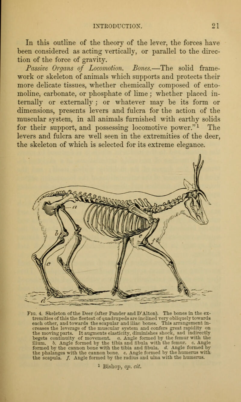 In this outline of the theory of the lever, the forces have been considered as acting vertically, or parallel to the direc- tion of the force of gravity. Passive Organs of Locomotion. Bones.—The solid frame- work or skeleton of animals which supports and protects their more delicate tissues, whether chemically composed of ento- nioline, carbonate, or phosphate of lime; whether placed in- ternally or externally : or whatever may be its form or dimensions, presents levers and fulcra for the action of the muscular system, in all animals furnished with earthy solids for their support, and possessing locomotive power.1 The levers and fulcra are well seen in the extremities of the deer, the skeleton of which is selected for its extreme elegance. Fig. 4. Skeleton of the Deer (after Pander and D'Alton). The bones in the ex- tremities of this the fleetest of quadrupeds are inclined very obliquely towards each other, and towards the scapular and iliac bones. This arrangement in- creases the leverage of the muscular system and confers great rapidity on the moving parts. It augments elasticity, diminishes shock, and indirectly begets continuity of movement, a. An^le formed by the femur with the ilium, b. Angle formed by the tibia and tibula with the femur, c. Angle formed by the cannon bone with the tibia and fibula, d. Angle formed by the phalanges with the cannon bone. e. Angle formed by the humerus with the scapula. /. Angle formed by the radius and ulna with the humerus.