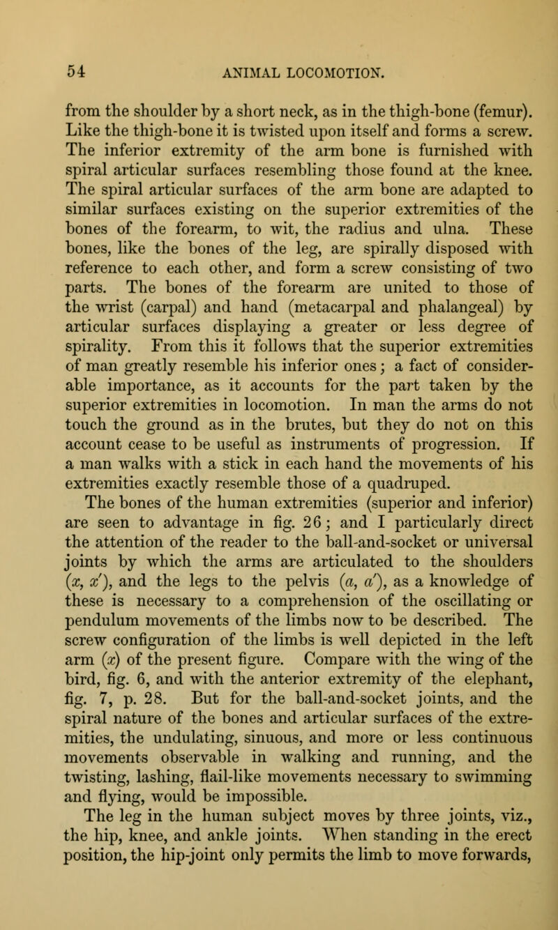 from the shoulder by a short neck, as in the thigh-bone (femur). Like the thigh-bone it is twisted upon itself and forms a screw. The inferior extremity of the arm bone is furnished with spiral articular surfaces resembling those found at the knee. The spiral articular surfaces of the arm bone are adapted to similar surfaces existing on the superior extremities of the bones of the forearm, to wit, the radius and ulna. These bones, like the bones of the leg, are spirally disposed with reference to each other, and form a screw consisting of two parts. The bones of the forearm are united to those of the wrist (carpal) and hand (metacarpal and phalangeal) by articular surfaces displaying a greater or less degree of spirality. From this it follows that the superior extremities of man greatly resemble his inferior ones; a fact of consider- able importance, as it accounts for the part taken by the superior extremities in locomotion. In man the arms do not touch the ground as in the brutes, but they do not on this account cease to be useful as instruments of progression. If a man walks with a stick in each hand the movements of his extremities exactly resemble those of a quadruped. The bones of the human extremities (superior and inferior) are seen to advantage in fig. 26; and I particularly direct the attention of the reader to the ball-and-socket or universal joints by which the arms are articulated to the shoulders (x, x), and the legs to the pelvis (a, a), as a knowledge of these is necessary to a comprehension of the oscillating or pendulum movements of the limbs now to be described. The screw configuration of the limbs is well depicted in the left arm (x) of the present figure. Compare with the wing of the bird, fig. 6, and with the anterior extremity of the elephant, fig. 7, p. 28. But for the ball-and-socket joints, and the spiral nature of the bones and articular surfaces of the extre- mities, the undulating, sinuous, and more or less continuous movements observable in walking and running, and the twisting, lashing, flail-like movements necessary to swimming and flying, would be impossible. The leg in the human subject moves by three joints, viz., the hip, knee, and ankle joints. When standing in the erect position, the hip-joint only permits the limb to move forwards,