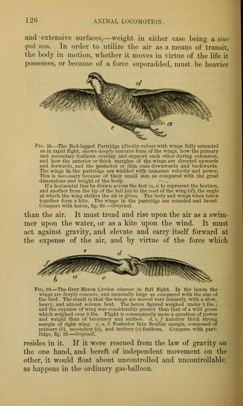 and extensive surfaces,—weight in either case being a sine gud //<>)i. In order to utilize the air as a means of transit, the body in motion, whether it moves in virtue of the life it possesses, or because of a force superadded, must be heavier Fig. 59.—The Red-legged Partridge (Perdix rubra) with wings fully extended as in rapid flight, shows deeply concave form of the wings, how the primary and secondary feathers overlap and support each other during extension, and how the anterior or thick margins of the wings are directed upwards and forwards, and the posterior or thin ones downwards and backwards. The wings in the partridge are wielded with immense velocity and power. This is necessary because of their small size as compared with the great dimensions and weight of the body. - r If a horizontal line be drawn across the feet (a, e) to represent the horizon, and another from the tip of the tail (a) to the root of the wing (c?), the angle at which the wing strikes the air is given. The body and wings when taken together form a kite. The wings in the partridge are rounded and broad. Compare with heron, fig. 60.—Original. than the air. It must tread and rise upon the air as a swim- mer upon the water, or as a kite upon the wind. It must act against gravity, and elevate and carry itself forward at the expense of the air, and by virtue of the force which Fig. 60.—The Grey Heron (Ardea cincrea) in full flight. In the heron the wings are deeply concave, and unusually large as compared with the size of the bird. The result is that the wings are moved very leisurely, with a slow, heavy, and almost solemn beat. The heron figured weighed under 3 lbs.; and the expanse of wing was considerably greater than that of a wild goose which weighed over 9 lbs. Flight is consequently more a question of power and weight than of buoyancy and surface, d, c, f Anterior thick strong margin of right wing, c, a, b Posterior thin flexible margin, composed of primary (&), secondary (a), and tertiary (c) feathers. Compare with part- ridge, fig. 59.—Original. resides in it. If it were rescued from the law of gravity on the one hand, and bereft of independent movement on the other, it would float about uncontrolled and uncontrollable, as happens in the ordinary gas-balloon.