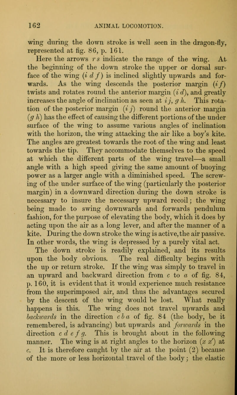 wing during the down stroke is well seen in the dragon-fly, represented at fig. 86, p. 161. Here the arrows rs indicate the range of the wing. At the beginning of the down stroke the upper or dorsal sur- face of the wing (i d f) is inclined slightly upwards and for- wards. As the wing descends the posterior margin (if) twists and rotates round the anterior margin (i d)., and greatly increases the angle of inclination as seen at ij, g It. This rota- tion of the posterior margin (i j) round the anterior margin {jg li) has the effect of causing the different portions of the under surface of the wing to assume various angles of inclination with the horizon, the wing attacking the air like a boy's kite. The angles are greatest towards the root of the wing and least towards the tip. They accommodate themselves to the speed at which the different parts of the wing travel—a small angle with a high speed giving the same amount of buoying power as a larger angle with a diminished speed. The screw- ing of the under surface of the wing (particularly the posterior margin) in a downward direction during the down stroke is necessary to insure the necessary upward recoil; the wing being made to swing downwards and forwards pendulum fashion, for the purpose of elevating the body, which it does by acting upon the air as a long lever, and after the manner of a kite. During the down stroke the wing is active, the air passive. In other words, the wing is depressed by a purely vital act. The down stroke is readily explained, and its results upon the body obvious. The real difficulty begins with the up or return stroke. If the wing was simply to travel in an upward and backward direction from c to a of fig. 84, p. 160, it is evident that it would experience much resistance from the superimposed air, and thus the advantages secured by the descent of the wing would be lost. What really happens is this. The wing does not travel upwards and backwards in the direction cba of fig. 84 (the body, be it remembered, is advancing) but upwards and forwards in the direction c d e f g. This is brought about in the following manner. The wing is at right angles to the horizon (x x') at c. It is therefore caught by the air at the point (2) because of the more or less horizontal travel of the body; the elastic