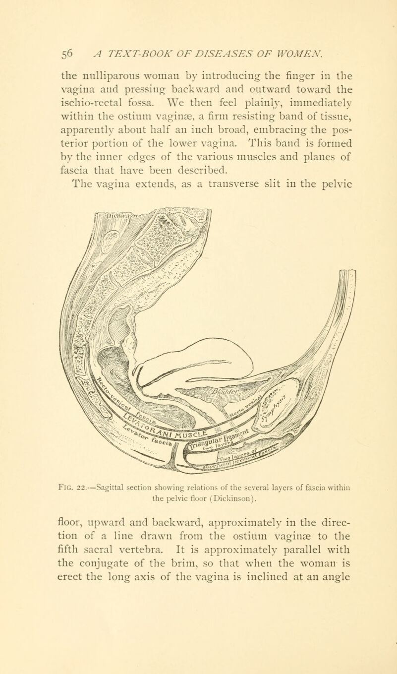 the nulliparous woman by introducing the finger in the vagina and pressing backward and outward toward the ischio-rectal fossa. We then feel plainly, immediately within the ostium vaginae, a firm resisting band of tissue, apparently about half an inch broad, embracing the pos- terior portion of the lower vagina. This band is formed by the inner edges of the various muscles and planes of fascia that have been described. The vagina extends, as a transverse slit in the pelvic Fig. 22.—Sagittal section showing relations of the several layers of fascia within the pelvic floor (Dickinson). floor, upward and backward, approximately in the direc- tion of a line drawn from the ostium vaginae to the fifth sacral vertebra. It is approximately parallel with the conjugate of the brim, so that when the woman is erect the long axis of the vagina is inclined at an angle