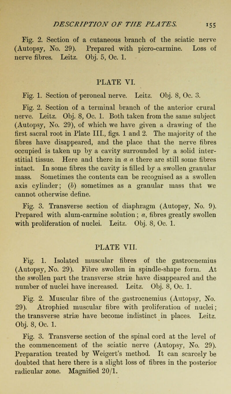Fig. 2. Section of a cutaneous branch of the sciatic nerve (Autopsy, No. 29). Prepared with picro-carmine. Loss of nerve fibres. Leitz. Obj. 5, Oc. 1. PLATE VI. Fig. 1. Section of peroneal nerve. Leitz. Obj. 8, Oc. 3. Fig. 2. Sectioii of a terminal branch of the anterior crural nerve. Leitz. Obj. 8, Oc. 1. Both taken from the same subject (Autopsy, No. 29), of which we have given a drawing of the first sacral root in Plate III., figs. 1 and 2. The majority of the fibres have disappeared, and the place that the nerve fibres occupied is taken up by a cavity surrounded by a solid inter- stitial tissue. Here and there in a a there are still some fibres intact. In some fibres the cavity is filled by a swollen granular mass. Sometimes the contents can be recognised as a swollen axis cylinder; (b) sometimes as a granular mass that we cannot otherwise define. Fig. 3. Transverse section of diaphragm (Autopsy, No. 9). Prepared with alum-carmine solution; a, fibres greatly swollen with proliferation of nuclei. Leitz. Obj. 8, Oc. 1. PLATE VII. Fig. 1. Isolated muscular fibres of the gastrocnemius (Autopsy, No. 29). Fibre swollen in spindle-shape form. At the swollen part the transverse striae have disappeared and the number of nuclei have increased. Leitz. Obj. 8, Oc. 1. Fig. 2. Muscular fibre of the gastrocnemius (Autopsy, No. 29). Atrophied muscular fibre with proliferation of nuclei; the transverse striae have become indistinct in places. Leitz. Obj. 8, Oc. 1. Fig. 3. Transverse section of the spinal cord at the level of the commencement of the sciatic nerve (Autopsy, No. 29). Preparation treated by Weigert's method. It can scarcely be doubted that here there is a slight loss of fibres in the posterior radicular zone. Magnified 20/1.