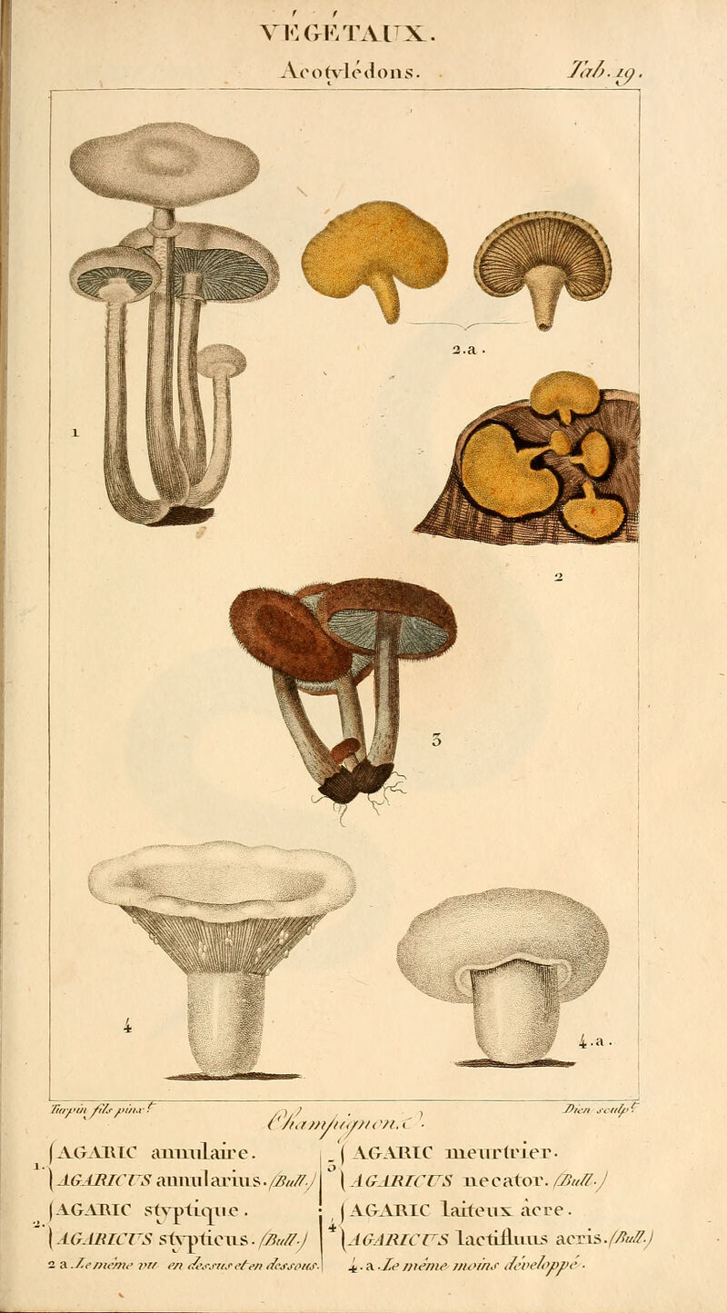 Ajcofylédoiis. m. 7toy>(/( filr pùh v/hrm/t/tjf/tcti. Drcn scffty'- (AGARIC ammlaire. Y AGARIC meurtrier- yAGJBICTTSaimiilarius./^y °\AGARTCUS necator.^^.y (AGARIC styptioriifi. ( AGARIC laiteux àere . | AGABICUS srtvptLcus. fBuff.J * \agarzcfs lactiiluus acxîs.faZ.J 4.. a .Je même moins développe ■ 2 a..f.ememe i>r/ en dessus eten dessous.