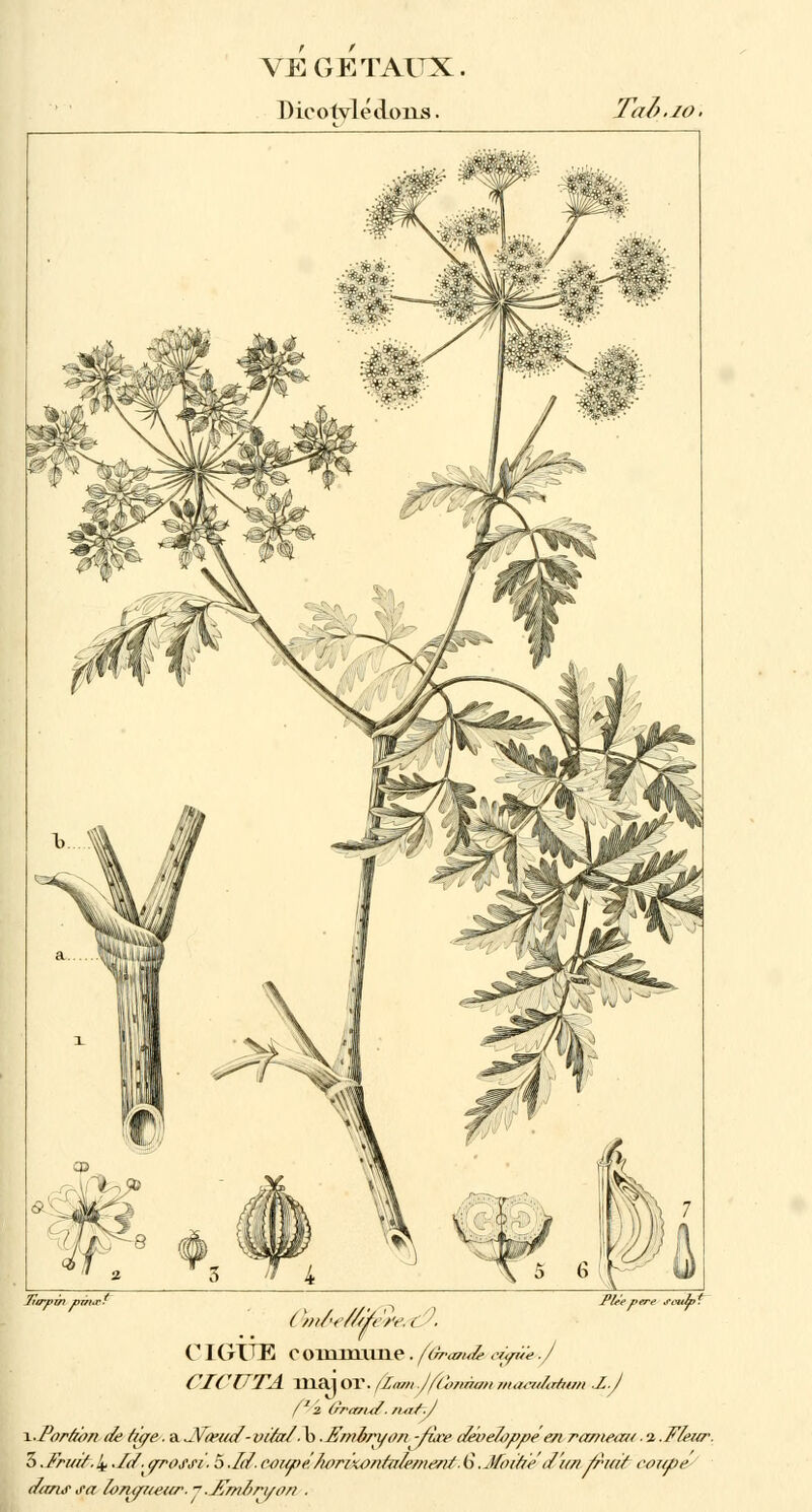 Dicotylé dons Tal. (////•<////</','< . CIGUE C OirmilUie . (Or toute cyrite./ CICUTA lliajor. flam.JfCbncum maadcetum J..J f12 ûrarut. TiafcJ x-Porâon <te (iqe. a JSta>uit -vital ?b .Embryon -/ire développé e/t rameau. 2.Fleur. 3.Frui/.4 .L/.(/rrossi. 5Jd.cvupe.'Itoriwntulemem''.G.Jfoiue t/'u// fruit coupe (tans sa loTipiceup.jJEmhryon ■