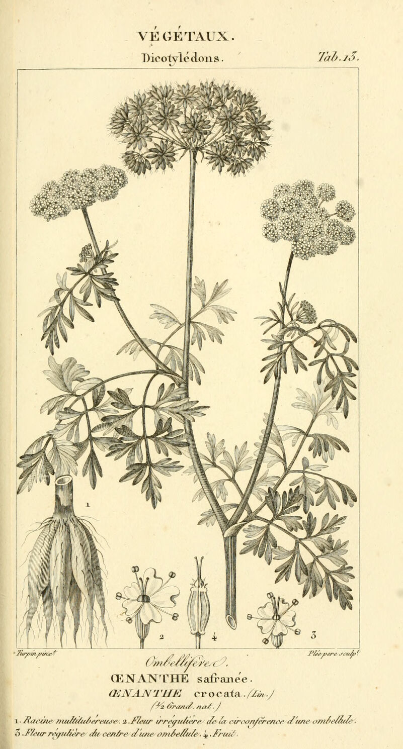 DicotvlécLoiis. TabaS. ŒNANTHE satrane'e Pf/evere j'ûuàfï ŒNANTHE croc ai a. flm -J i-/tavùie mn/t///t/x>retw. i.Fleur irreauAere Je t'a circon/èrerice d'une omielaae ■ i> -F/eta-requ/ière ait ce/i/re du/te ont£e//t</e■ !±.Fria/