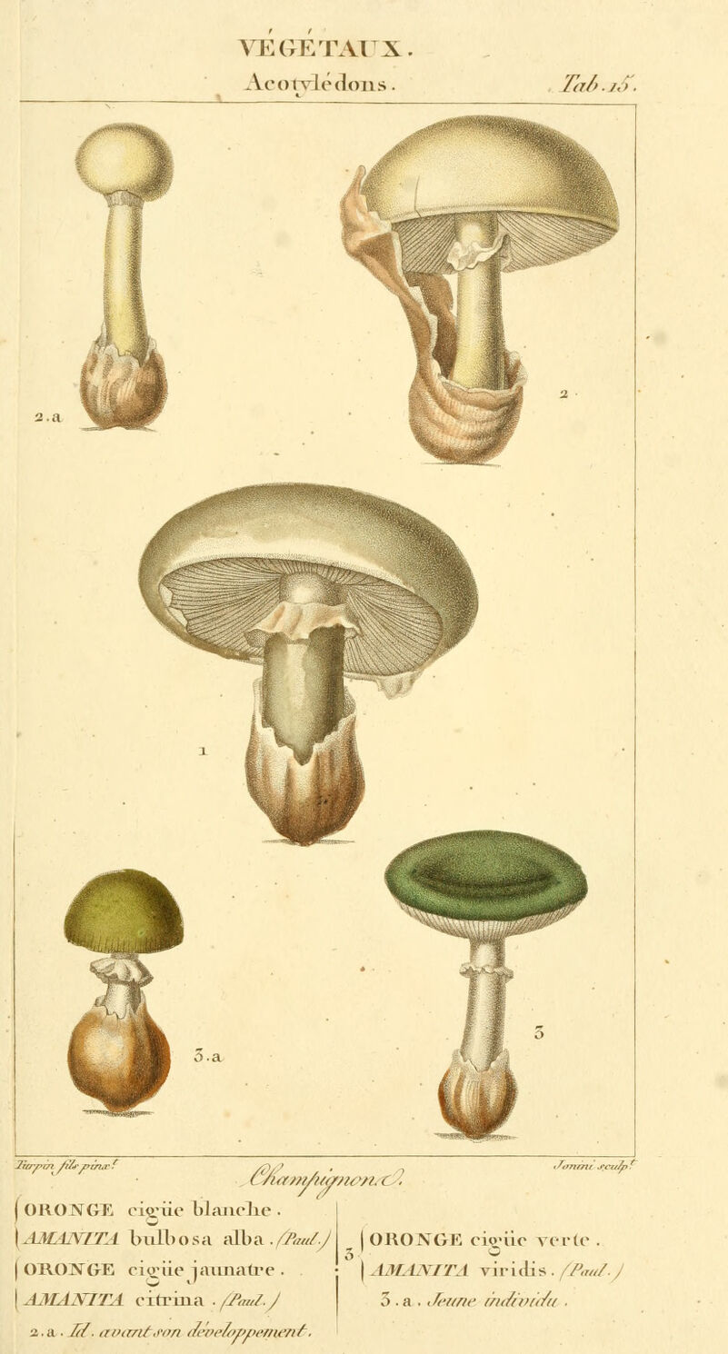 Acotyiédons. TaB.zS. 3.a ( /i<r;////?<///< '/t. < . | ORONGE cigiie blanche . \AMANITA bixEbosa alba .fïaul.A _ ) ORONGE cigiie verte . | ORONGE cigiie jaunâtre . ■\AMA.\fTA \ iriclis .//V/ (^J£4iV77i4 oitriua ./PauLj 3 .a . t^awe m</a>t</t( ■ 2.a . ^/. itinrnt.i-cn déoeloppetn&U}.