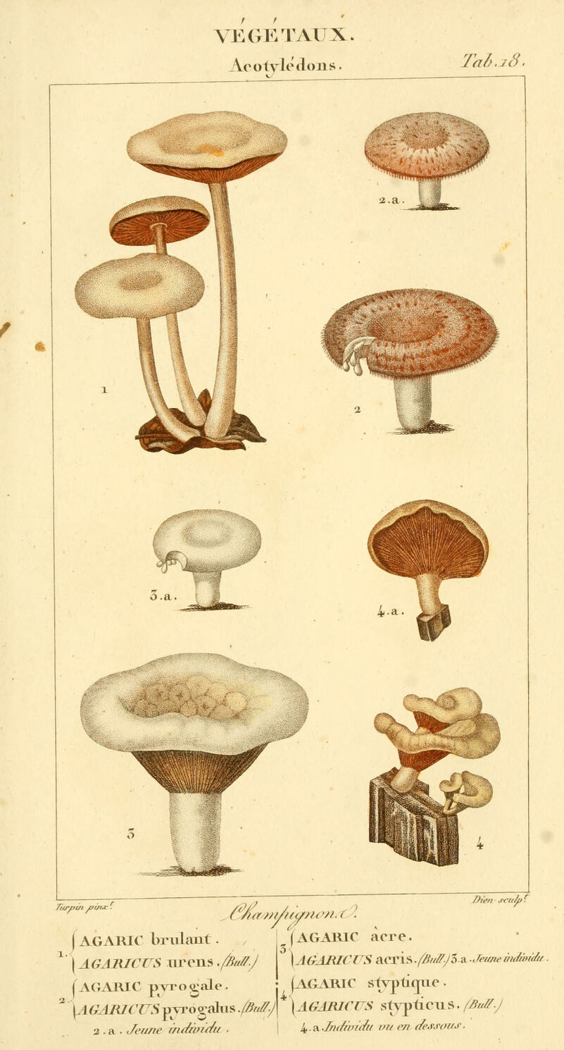 ^.cotylédons. Ta5.ï&> | AGARIC bridant. | AGAlUCrs urons .fBuff. [AGARIC pjrrogaLe (AGARIC acre. \aGABICUS aeris./#///£/3a .Jeuneindàmbt \AGARIC stvptifpie \AGAmCirSvjso^a&.^Â [AGÂHICUS stypticus. fBuS.J