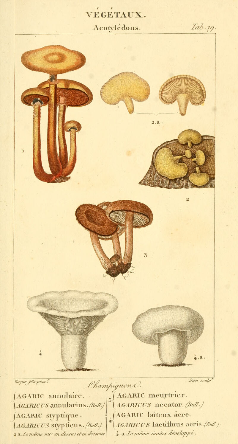 -Acotyiedons. Tôt, W' ■ Jiir/'ài fi/s jtm.v. Pien sclfyi [ AGARIC meurtrier. ' IA&A/U( (S necator.(BuR.j (AGARIC aunuLaire. \AGARICCS aimularius .f/iuff.J | A G ARl ( StyptLonie . [AGABTCZTS stypûcns./fruS.J \A&ABICITS laetrÛims acris./^/ '(. a .If même /noms développe | AGARIC laiteux àere ■1 il ./.!■ même VU. en dessuse/ en dessous !