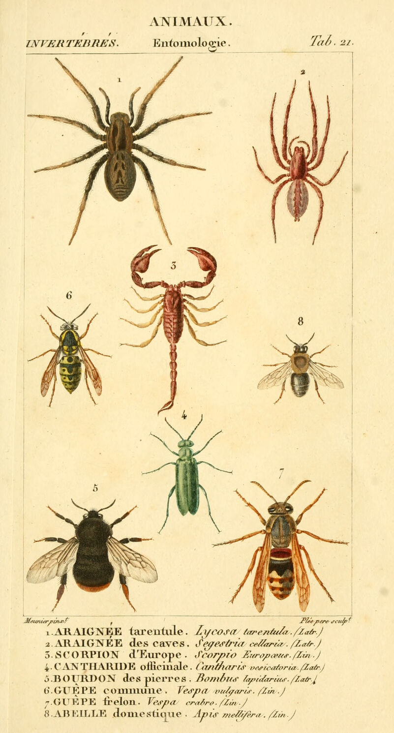 INVER TERRES. B n (ontologie. Toi. i ARAIGNEE tarentule. Zycosa (arenût/a./'za/r.) ■i.ARAIGNÉE des caves. Segesù'ia ce&arza/./ïafr.J 5. SCORPION d'Europe, fcorpio Europa-us./'Iïn.J 4.CANTHARIDE officinale. CcuitharÙ? oMœa/vria,./2atr.j 5.BOURDON des pierres . Bombu<r fo/'ïdarÙM-./latrj 6*. GUEPE commune . Ve&pa vufyarùr. /2m.) GUEPE -frelon. VejpcL crafiro. /2m.. J