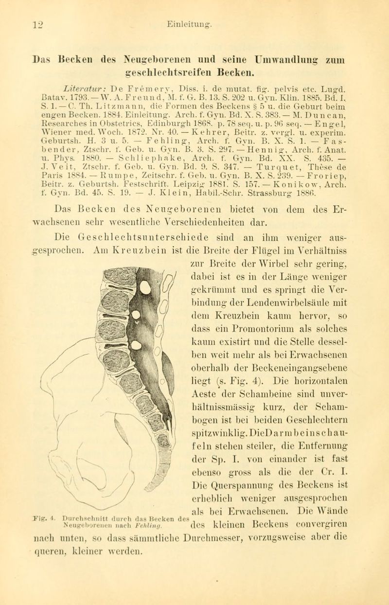 Das Becken des Neugeborenen und seine Umwandlung zum Geschlechtsreifen Becken. Literatur: De Fremery, Diss. i. de mutat. fig. pelvis etc. Lugd. Batav. 1793. —W. A. Freund/M. f. G. B. 13. S. 202 u. Gyn. Kim. 1885. Bd. I. S. 1. —C. Th. Litzmann, die Formen des Beckens § 5 u. die Geburt beim engen Becken. 1884. Einleitung. Aren. f. Gyn. Bd. X. S. 383.— M. Du ncan, Research es in Obste tri es, Edinburgh 1868. p. 78 seq. u. p. 96 seq.— Engel, Wiener med.Woch. 1872. Nr. 40.— Kehrer, Beitr. z. vergl. u. experim. Geburtsh. H. :; u. 5. — Fehling, Arch. f. Gyn. B. X. S. 1. — Fas- bender. Ztschr. i. Geb. u. Gvn. B. 3. S. 297. — Hennig, Arch. f. Anat. u. Phys. 1880. — Schliephake, Arch. f. Gvn. Bd. XX. S. 435. — J.Veit. Ztschr. f. Geb. u. Gvn. Bd. 9. S. 347.^— Turquet, These de Bans 1884. — Rumpe, Zeitschr. f. Gel), u. Gyn. B. X. S. 239. —Froriep, Beitr. z. Geburtsh. Festschrift. Leipzig 1881. S. 157. — Konikow, Arch. f. Gyn. Bd. 4.». S. 19. — J. Klein, Habil.-Schr. Strassburg 1886. Das Becken des Neugeborenen bietet von dem des Er- wachsenen sehr wesentliche Verschiedenheiten dar. Die Geschlechtsunterschiede sind an ihm weniger aus- gesprochen* Am Kreuzbein ist die Breite der Flügel im Yerhültniss zur Breite der Wirbel sehr gering, dabei ist es in der Länge weniger gekrümmt und es springt die Ver- bindung- der Lendenwirbelsäule mit dem Kreuzbein kaum hervor, so dass ein Promontorium als solches kaum existirt und die Stelle dessel- ben weit mehr als bei Erwachsenen oberhall) der Beckeneingangsebene liegt (s. Fig. 4). Die horizontalen Aeste der Schambeine sind unver- bältnissmässig kurz, der Scham- bogen ist bei beiden Geschlechtern spitzwinklig. DieDarmbeinschau- fein stehen steiler, die Entfernung der Sp. 1. von einander ist fast ebeüSO gross als die der Cr. I. Die Querspannung des Beckens ist erheblich weniger ausgesprochen als bei Erwachsenen. Die Wände Flg. I. Durchschnitt durch das Becken des . , , ,, , Neugeborenen nach Fehling (\r± kleinen Beckens cnnvergiren nach unten. 80 dass >äniiiitliehe Durchmesser, vorzugsweise aber die queren, kleiner werden.