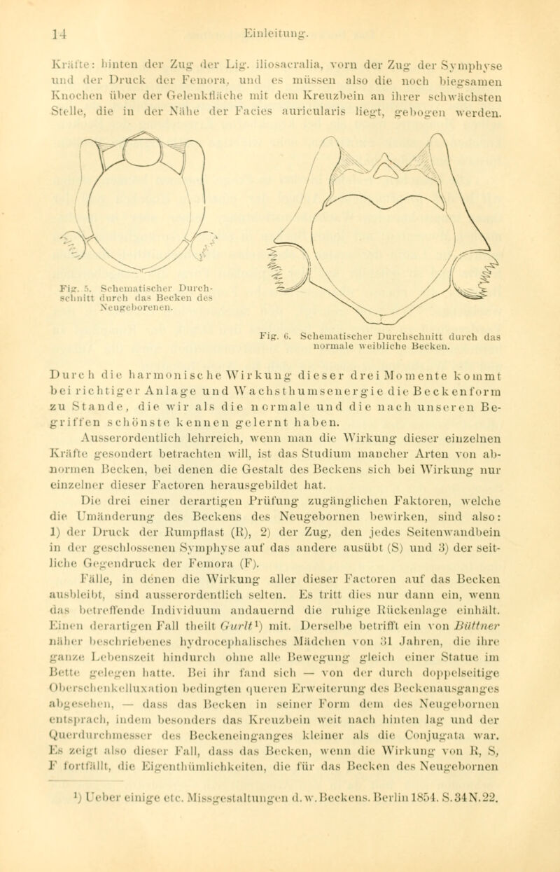 Kräfte: hinten der Zug der Lig. iliosacralia, vorn der Zug der Symphyse und der Druck der Femora, und es müssen also die noch biegsamen Knochen über der Gelenkfläche mit dem Kreuzbein an ihrer schwächsten Stelle, die in der Nähe der Facies auricularis liegt, gebogen werden. Schematischer Durch- Bclinitl durch das Becken des Neugeborenen. Fig. G. Schematischer Durchschnitt durch das normale weibliche Becken. Durch die harmonisc h e Wi r k u n g d ieser drei Mo m e n te ko m m t bei fichtiger Anlage und \Y ac h s t h umsenergi e die B e ck en f orm zu Man de, die wir als die normale und die nach unseren Be- griffen schönste kennen gelernt haben. Ausserordentlich lehrreich, wenn man die Wirkung dieser einzelnen Kräfte -(sondert betrachten will, ist das Studium mancher Arten von ab- normen Becken, bei denen die Gestalt des Beckens sich bei Wirkung nur einzelner dieser Factoren herausgebildet hat. Die drei einer derartigen Prüfung zugänglichen Faktoren, welche die Umänderung des Beckens des Neugebornen bewirken, sind also: 1; der Druck der Rumpflast (K), 2) der Zug. den jedes Seitenwandbein in der geschlossenen Symphyse auf das andere ausübt (S) und 3) der seit- liche Gegendruck der Femora (F). Fälle, in denen die Wirkung aller dieser Factoren auf das Decken ausbleibt, sind ausserordentlich selten. Es tritt dies nur dann ein, wenn das betreffende Individuum andauernd die ruhige Rückenlage einhält. Einen derartigen Fall theill Gurlt1) mit. Derselbe betriff! ein von Büttner näher beschriebenes hydrocephalisches Mädchen von .>1 Jahren, die ihre ganze Lebenszeil hindurch ohne alle Bewegung gleich einer Statue im Bette gelegen hatte. Bei ihr fand sich — von der durch doppelseitige Oberschenkelluxation bedingten queren Erweiterung des Beckenausganges abgesehen, - dass das Becken in seiner Form dem des Neugebornen entsprach, indem besonders das Kreuzbein weil nach hinten lag und der Querdurchmesser des Beckeneinganges kleiner als die Conjugata war. Es zeigl also dieser Fall, dass das Becken, wenn die Wirkung von R, S, F fortfällt, die Eigenthümlichkeiten, die für das Becken des Neugebornen 1 Ueber einige etc. Missgestaltungen d.w.Beckens. Berlin 1854. s.:;i N.22.