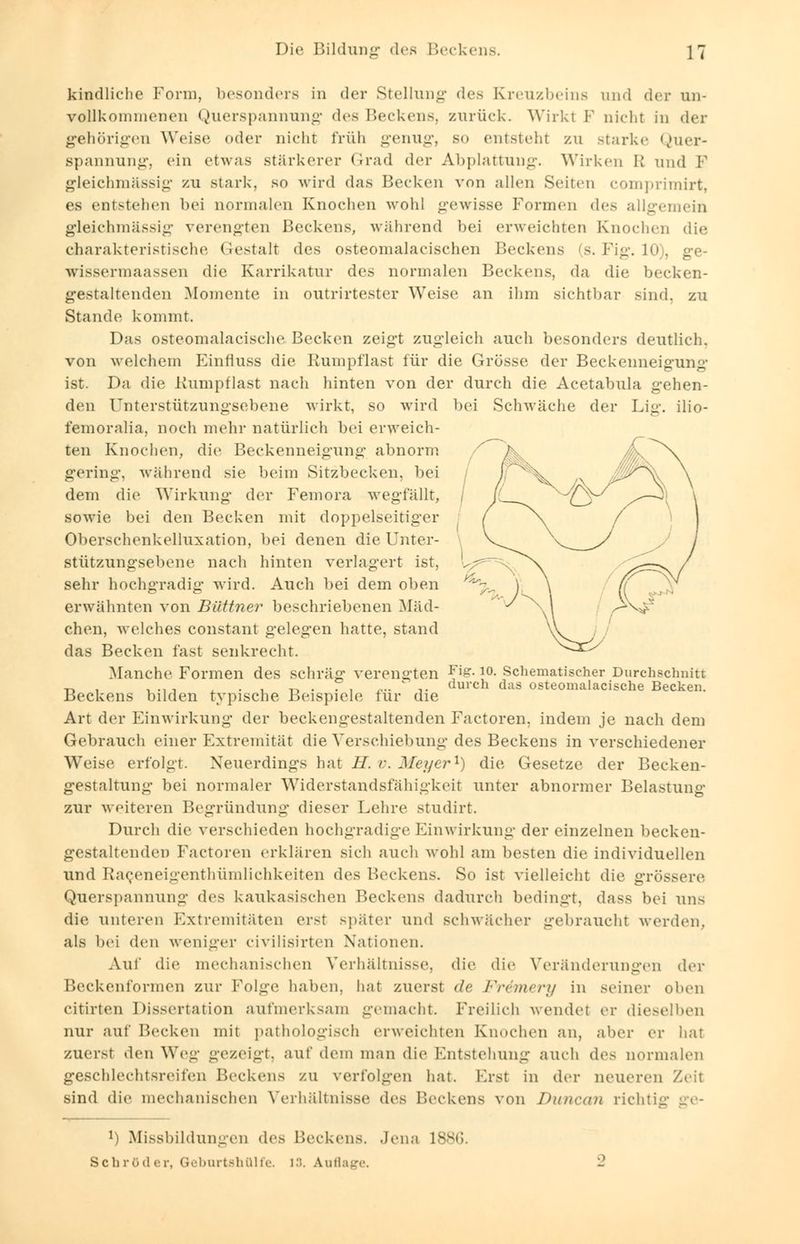 kindliche Form, besonders in der Stellung des Kreuzbeins und <\(>v un- vollkommenen Querspannung des Beckens, zurück. Wirkl F nicht in der gehörigen Weise (»der nicht früh genug, so entsteht zu starke Quer- spannung, ein etwas stärkerer Grad der Abplattung. Wirken R und F gleichmässig zu stark, so wird das Becken von allen Seiten comprimirt, es entstehen bei normalen Knochen wohl gewisse Formen des allgemein gleichmässig verengten Beckens, während bei erweichten Knochen die, charakteristische Gestalt des osteomalacischen Beckens (s. Fig. 10), ge- wissermaassen die Karrikatur des normalen Beckens, da die becken- gestaltenden Momente in outrirtester Weise an ihm sichtbar sind, zu Stande kommt. Das osteomalacische Becken zeigt zugleich auch besonders deutlich. von welchem Kinlluss die Rumpflast für die Grösse der Beckenneigung ist. Da die1 Rumpflast nach hinten von der durch die Acetabula gehen- den Unterstützungsebene wirkt, so wird bei Schwäche der Lig. ilio- femoralia, noch mehr natürlich bei erweich- ten Knochen, die Beckenneigung abnorm gering, während sie beim Sitzbecken, bei dem die Wirkung der Femora wegfällt, sowie bei den Becken mit doppelseitiger Oberschenkelluxation, bei denen die Unter- stützungsebene nach hinten verlagert ist, sehr hochgradig wird. Auch bei dem oben erwähnten von Büttner beschriebenen Mäd- chen, welches constant gelegen hatte, stand das Becken fast senkrecht. Manche Formen des schräg verengten jfte- ]°- Schematischer Durchschnitt -r, , , ., , . , n • • , r-  t urch das osteomalacische Becken. Beckens bilden typische Beispiele für die Art der Einwirkung der beckengestaltenden Factoren. indem je nach dem Gebrauch einer Extremität die Verschiebung des Beckens in verschiedener Weise erfolgt. Neuerdings hat H. v. Meyer1) die Gesetze der Becken- gestaltung bei normaler Widerstandsfähigkeit unter abnormer Belastung zur weiteren Begründung dieser Lehre studirt. Durch die verschieden hochgradige Einwirkung der einzelnen becken- gestaltenden Factoren erklären sich auch wohl am besten die individuellen und Raceneigenthümlichkeiten des Beckens. So ist vielleicht die grössere Querspannung des kaukasischen Beckens dadurch bedingt, dass bei uns die unteren Extremitäten erst später und schwächer gebraucht werden. als bei den weniger civilisirten Nationen. Auf die mechanischen Verhältnisse, die die Veränderungen der Beckenformen zur Folge haben, hat zuerst de Frdmery in seiner oben citirten Dissertation aufmerksam gemacht. Freilich wendet er dieselben nur auf Becken mit pathologisch erweichten Knochen an, aber er hat zuerst den Weg gezeigt, auf dem man die Entstehung auch des normalen geschlechtsreifen Beckens zu verfolgen hat. Erst in der neueren Zeit sind die mechanischen Verhältnisse des Beckens von Duncan richtig ge- !) Missbildungen des Beckens. Jena ls^ BehrOder, Geburtshülfe. 13. Auflage.