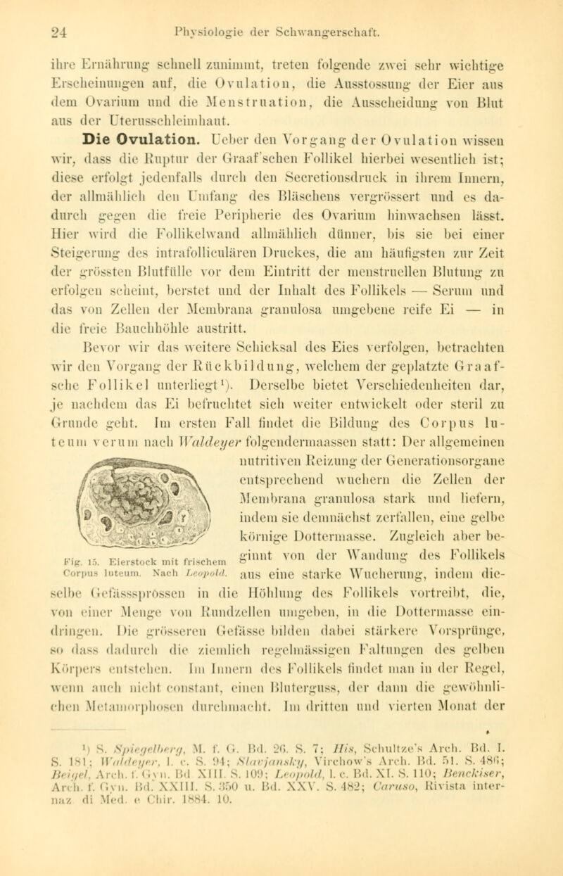 ihre Ernährung schnell zunimmt, treten folgende zwei sehr wieliti^e Erscheinungen auf, die Ovulation, die Ausstossung der Eier aus dem Ovarium und die Menstruation, die Ausscheidung von Blut aus der Dterusschleimhaut. Die Ovulation. Ueber den Vorgang der Ovulation wissen wir, dass die Ruptur (Km- Graafschen Follikel hierbei wesentlich ist; diese erfolgt jedenfalls durch den Secretionsdruck in ihrem Innern, der allmählich den Umfang des Bläschens vergrösserl und es da- durch gegen die freie Peripherie des Ovarium hinwachsen lässt. Bier wird die Follikelwand allmählich dünner. Ins sie bei einer Steigerung dc> intrafolliculären Druckes, die am häufigsten zur Zeit der grössten Blutfülle vor dem Eintritt der menstruellen Blutung zu erfolgen scheint, berstet und der Inhalt des Follikels — Serum und das von Zellen der Membrana granulbsa umgebene reife Fi — in die freie Bauchhöhle austritt. Bevor wir das weitere Schicksal des Eies verfolgen, betrachten wir den Vorgang dm- Rückbildung, welchem der geplatzte Graaf- sche Follikel unterliegt1). Derselbe bietet Verschiedenheiten dar, je nachdem das Fi befruchtet sich weiter entwickelt oder steril zu Grunde geht. Im ersten Fall findet die Bildung des Corpus lu- teum verum nach Waldeyer folgendermaassen statt: Der allgemeinen nutritiven Reizung der Generationsorgane entsprechend wuchern die Zellen der Membrana granulosa stark und liefern, indem sie demnächst zerfallen, eine gelbe körnige Dottermasse. Zugleich aber be- . ginnt von der Wandung des Follikels I- lg [5. Eierstock mit frischem & ö rpus loteum. Nach Leopold, aus eine starke Wucherung, indem die- selbe GefäSSSpröSSen in die Höhlung des Follikels vortreibt, die, von einer Menge von Rundzellen umgeben, in die Dottermasse ein- dringen. Die grösseren Gefasse bilden dabei stärkere Vorsprünge, so da^s dadurch die ziemlich regelmässigen Faltungen des gelben Körpers entstehen. Im Innern des Follikels findel man in der Regel, wenn auch nicht constant, einen BlutergUSS, der dann die gewöhnli- chen Metamorphosen durchmacht. Im dritten und vierten Monat der ij S. Spiegelberg, M. f. <.. Bd. 26. s. 7: His, Schultzens Arch. Bd. I. S. 1-1: Waldeyer, I. c. S. '.»1; Slavjansky, Virehow's Arch. IM. 51. S. l^;: ./. Aldi. r.G> n. Bd XIII. S. 109; Leopold, I. c. IM. XI. S. l L0; Benckiser, Arch f. Gyn. IM.' XXIII. S.350 u. Bd. XXV. S.482; Caruso, Rivista Lnter- naz di Med. <• < Ihir. 1884. L0.