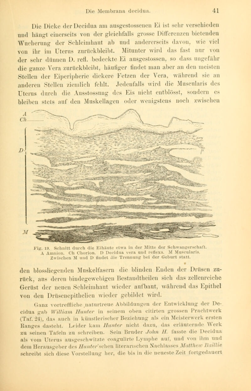 Die Dicke der Decidua am ausgestossenen Ei isl sehr verschieden und hängt einerseits von der gleichfalls -rosse Differenzen bietenden Wucherung der Schleimhaut ab und andererseits davon, wie viel von ihr im Uterus zurückbleibt. Mitunter wird das fast nur von der sehr dünnen D. refl. bedeckte Ei ausgestoßen, so dass ungefähr die ganze Vera zurückbleibt, häufiger findet man aber an den meisten Stellen der Eiperipherie dickere Fetzen der Vera, während sie an anderen Stellen ziemlich fehlt. Jedenfalls wird die Muscularis des Uterus durch die Ausstossung des Eis nicht entblösst, sondern es bleiben stets auf den Muskellagen oder wenigstens noch zwischen D^ ■.- - X Fig. 19. Schnitt durch die Eihäute etwa in der Mitte der Schwangerschaft. A Amnion. Ch Chorion. D Decidua vera und reflexa. M Muscularis. Zwischen M und D findet die Trennung bei der Geburt statt. • den blossliegenden Muskelfasern die blinden Enden der Drüsen zu- rück, aus deren bindegewebigen Bestandteilen sich das zellenreiche Gerüst der neuen Schleimhaut wieder aufhaut, während das Epithel von den Drüsenepithelien wieder gebildet wird. Ganz vortreffliche .naturtreue Abbildungen der Entwicklung der De- cidua gab William Hunter in seinem oben citirten grossen Prachtwerk (Taf. 24), das auch in künstlerischer Beziehung als ein Meisterwerk ersten Ranges dasteht. Leider kam Hunter nicht dazu, das erläuternde Werk zu Beinen Tafeln zu schreiben. Sein Bruder John 11. fasste die Decidua als vom Uterus ausgeschwitzte coagulirte Lymphe auf, und von ihm und dem Berausgeber des Hunter'schen literarischen Nachlasses Matthew Baillie schreib! sich diese Vorstellung her, die bis in die neueste Zeit fortgedauert