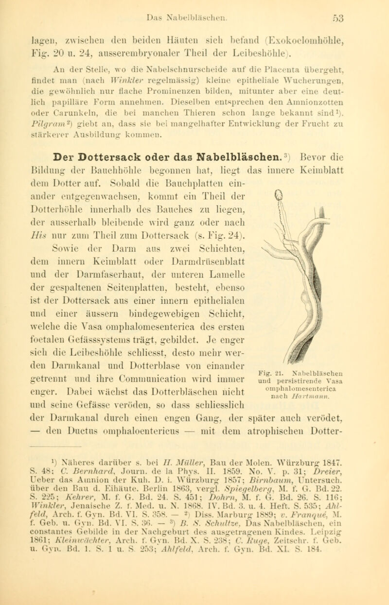 lagen, zwischen den beiden Häuten sich befand Exokoelomhöhle, Fig. 20 u. 24, ausserembryonaler Theil der Leibeshöhle . An der Stelle, wo die Nabelschnurscheide auf die Placenta übergeht, findet man nach Winkler regelmässig) kleine epitheliale Wucherui _ die gewöhnlich nur flache Prominenzen bilden, mitunter aber eine deut- lich papilläre Form annehmen. Dieselben entsprechen den Amnionzotten oder Carunkeln, die bei manchen Thieren schon lange bekannt sind1). Pilgram2) giebt an, dass sie bei mangelhafter Entwicklung der Frucht zu stärkerer Ausbildung kommen. Der Dottersack oder das Nabelbläschen. Bevor die begonnen hat, iegt das innere Keimblatt Haueliplatten ein- Bildung der Bauchhöhle dem Dotter auf. Sobald die ander entgegenwachsen, kommt ein Theil der Dotterhöhle innerhalb des Bauches zu liegen, der ausserhalb bleibende wird ganz oder nach Uis nur zum Theil zum Dottersack (s. Fig. 24. Sowie der Darm aus zwei Schichten, dem innern Keimblatt oder Darmdrüsenblatt und der Darmfaserhaut, der unteren Lamelle der gespaltenen Seitenplatten, besteht, ebenso ist der Dottersack aus einer innern epithelialen und einer äussern bindegewebigen Schicht, welche die Vasa omphalomesenterica des ersten foetalen Gefässsystems trägt, gebildet. Je enger sich die Leibeshöhle schliesst, desto mehr wer- den Darmkanal und Dotterblase von einander getrennt und ihre Communication wird immer enger. Dabei wächst das Dotterbläschen nicht und seine Gefässe veröden, so dass schliesslich der Darmkanal durch einen engen Gang, der später auch verödet — den Ductus omphaloentericus — mit dem atrophischen Dotter Fig. 21. Nabelbläschen und persistirende Vasa omphalomesenterica nach Hartmann. l) Näheres darüber s. bei //. Müller, Bau der Molen. Würzburg 1847. S. 48; C. Bernhard, Journ. de la Phys. II. 1859. Xo. V. p. 31; Dreier, Ueber das Amnion der Kuh. D. i. Würzburg 1857; Birnbaum, Untersuch, aber den Bau d. Eihäute. Berlin 1863, vergl. Spiegelberg, M. f. G. IUI. 22. S. 225; Kehrer, M. f. G. Bd. 24. S. 451; Dohrn, M. f. G. Bd. 26. S. 116; Winkler, Jenaisehe Z. t. Med. u. N. 1868. IV. Bd. :;. u. 4. Heft. S. 535; Ahl- feld, Arch. f. Gyn. Bd. VI. S. 358. - Diss. Marburg 1889; v. Franqui, M. f. Geb. u. Gyn. Bd. VI. S. 36. - :: />'. S. Schnitze, Das Nabelbläschen, ein constantes Gebilde in der Nachgeburt des ausgetrageneu Kindes. Lei 1861; Kleinwächter, Arch. f. Gvn. Bd. X. S. 238; C. Rüge, Zeitschr. t. G n. Gyn. Bd. 1. S. 1 n. s 253;*Ahlfeld, Arch. f. Gyn. Bd. XI. S. 184.