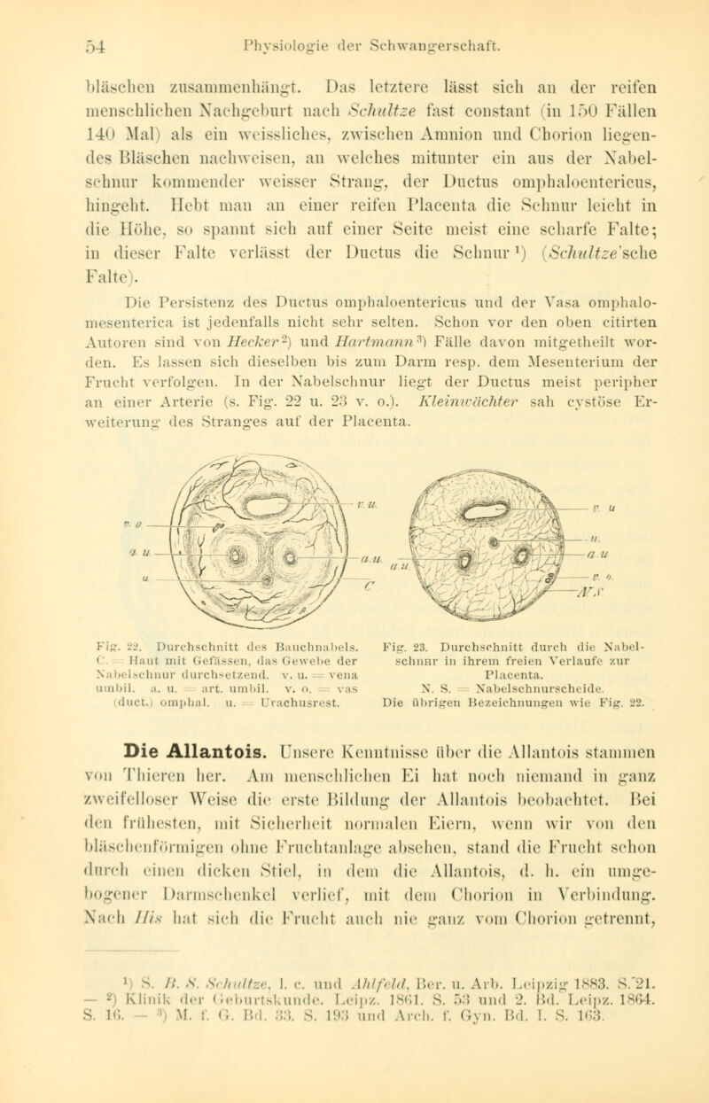 bläschen zusammenhängt. Das letztere lässt sich an der reiten menschlichen Nachgeburt nach Schnitze fast constant in 150 Fällen 14<> Mal) als ein weissliches, zwischen Amnion and Chorion liegen- des Bläschen nachweisen, an welches mitunter ein aus der Nabel- schnur kommender weisser Strang, der Ductus omphaloentericus, hingeht. Hebt man an einer reifen Placenta die Schnur leicht in die Höhe, so spannt sich auf einer Seite meist eine scharte Falte; in dieser Falte verlässt der Ductus die Schnur1) (Schultzesdhe Falte). Die Persistenz des Ductus omphaloentericus und der Vasa omphalo- mesenterica ist jedenfalls nicht sehr selten. Schon vor den oben citirten Autoren sind von Hecker2) und Hartmann3) Fälle davon mitgetheilt wor- den. Es lassen sich dieselben bis zum Darm resp. dem Mesenterium der Frucht verfolgen. In der Nabelschnur liegt der Ductus meist peripher an einer Arterie (s. Fig\ 22 u. 23 v. o.). Kleinwächter sah cystöse Er- weiterung des Stranges auf der Placenta. Fig. 22. Durchschnitt des Bauchnabels. • Haut niii Gefässen, <i;• - Gewehe der Nabelschnur durchsetzend, v.u. vena umbil. m. u. art. umi.il. v. o. vas duet. omphal. u. Urachusrest. Fig. 23. Durchschnitt durch die Nabel- schnur in ihrem freien Verlaufe zur Placenta. X. s. Nabelschnurscheide. Die übrigen Bezeichnungen wie Fig. 22. Die Allantois. unsere Kenntnisse über die Allantois stammen von Thieren her. Am menschlichen Ei bat noch niemand in ganz zweifelloser Weise die erste Bildung der Allantois beobachtet. Bei den frühesten, mit Sicherheit normalen Eiern, wenn wir von den bläschenförmigen ohne Fruchtanlage absehen, stand die Frucht schon durch einen dicken Stiel, in dein die Allantois, d. h. ein umge- bogener Darmschenke] verlief, mit dem Chorion in Verbindung. Nach ///>■ hat sich die Frucht auch nie ganz vom Chorion getrennt, 1 S. //. .v. Schnitze, I. c. und Ahlfeld, Ber. u. Arb. Leipzig L883. S.21. - Klmik der Geburtskunde. Leipz. 1861. S. •.:; und 2. Bd. Leipz. L864. S. L6. M. f. <;. Bd. :;:;. S. in:; und Arch. f. Gyn. IM. !. S. L63.