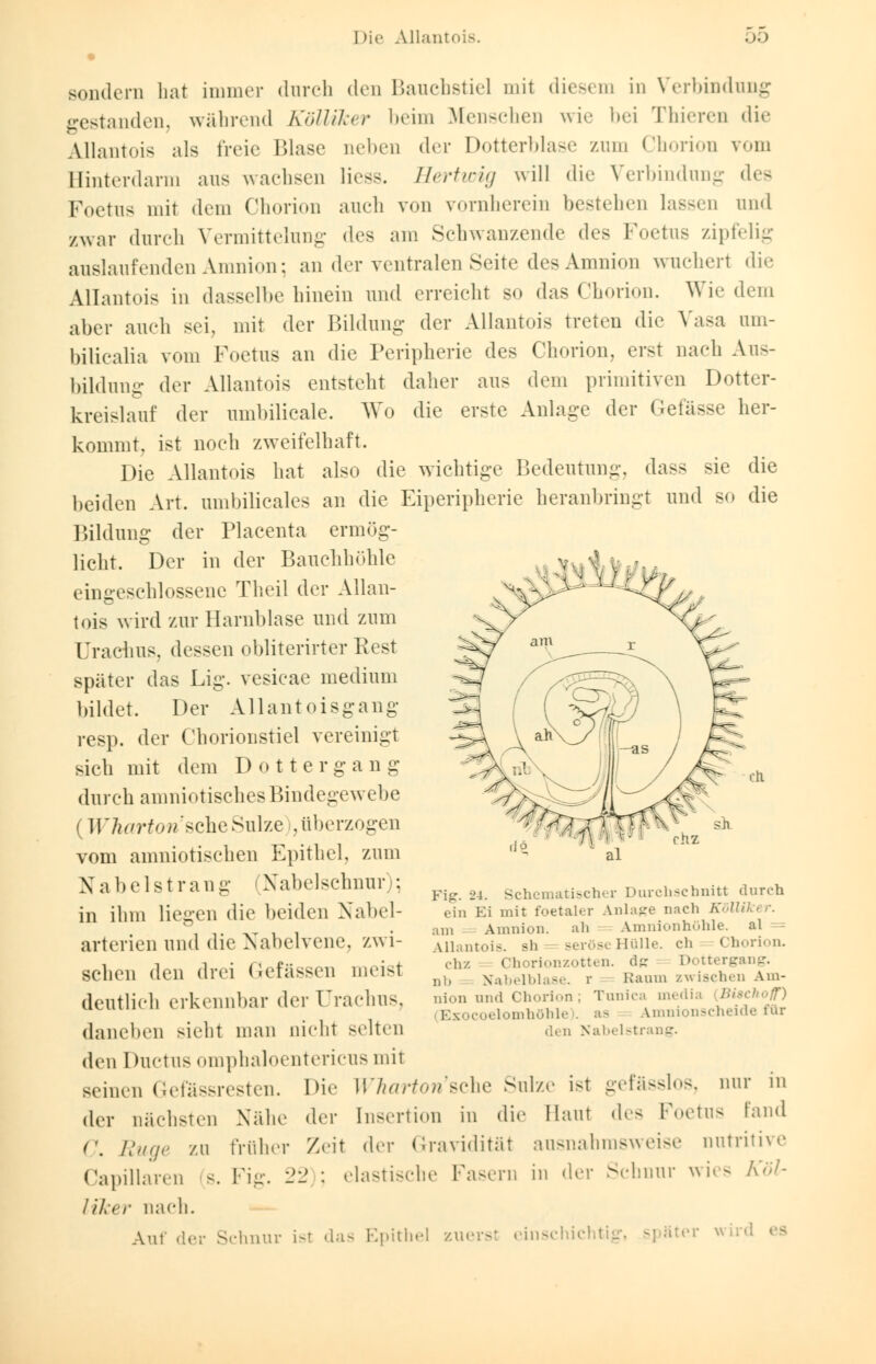 sondern hat immer durch den Bauchstiel mit diesem in Verbindung gestanden, während Kölliker beim Menschen wie bei Thieren die Allantois als freie Blase neben der Dotterblase zum Chorion vom Hinterdarm aus wachsen liess. Hertwig will die Verbindung des Foetus mit »Kau Chorion auch von vornherein bestehen lassen und zwar durch Vermittelung dos am Schwanzende des Foetus zipfelig auslaufenden Amnion; an der ventralen Seite des Amnion wuchert die Allantois in dasselbe hinein und erreicht so das Chorion. Wie dem aber auch sei, mit der Bildung der Allantois treten die Vasa uni- bilicalia vom Foetus an die Peripherie des Chorion, erst nach Aus- bildung der Allantois entsteht daher aus dem primitiven Dotter- kreislauf der umbilicale. Wo die erste Anlage der Gefässe her- kommt, ist noch zweifelhaft. Die Allantois hat also die wichtige Bedeutung, dass sie die beiden Art. umbilicales an die Eiperipherie heranbringt und so die Bildung der Placenta ermög- licht. Der in der Bauchhöhle eingeschlossene Theil der Allan- tois wird zur Harnblase und zum Orachus, dessen obliterirter Rest später das Lig. vesicae medium bildet. Der Allantoisgang resp. der Chorionstiel vereinigt sich mit dem Dottergang durch amniotisches Bindegewebe (Whorton'tckc Sülze , überzogen vom amniotischen Epithel, zum Nabelst rang Nabelschnur); in ihm liegen die beiden Nabel- arterien und die Nabelvene, /wi- schen den drei (iefassen meist deutlich erkennbar der Urachus, daneben sieht man nicht selten den Ductus omphaloentericusmit seinen Gefässresten. Di«' Whartorische Sülze ist gefässlos, nur in der nächsten Nähe der Insertion in die Haut des Foetus fand < . Rüge zd früher Zeit der Gravidität ausnahmsweise nutritive Capillaren s. Fig. 22 : elastische Fasern in der Schnur wies Köl- liker nach. Auf der Schnur ist das Epithel zuerst einschichtig, - Fig. 24. Schcmatischer Durchschnitt durch ein Ei mit foetaler Anlage nach Kölliker. am Amnion. ah Amnionhühle. al Allantois. sh seröseHülle. ch Chorion. chz Chorionzotten, dg Dottergang. nD Nabelblase, r Raum zwischen Am- nion and Chorion ; Tunica media B\ Exocoelomhöhle . aa Amnionscheide für den Nabelstrang.