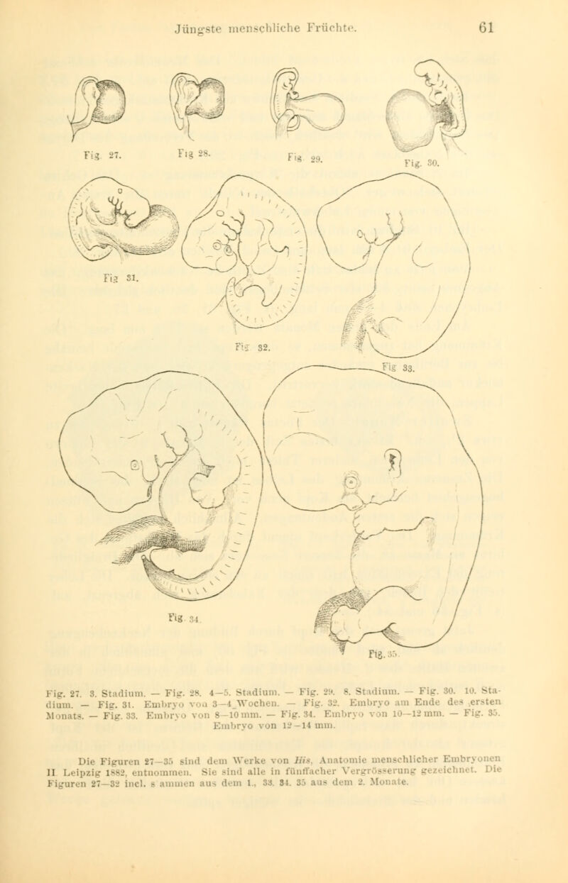 Jnnersl schliche Frucht« Ol Fi« ; Fig. 27. 3. Stadium. — Fig. 28. 4 -5. Stadium, B. Stadium. l dium. — Fig. 51. Embryo ■■ a 3 i Wochen. Fig. 82. Em Monats. - . - LOmm. — Fig. 84. 2mm. — Fig »ryo \ on i- -n mm. Die Figuren -27 85 j-ind dein Werke von Bm Anatomie menschlicher Embrj II Leipzig 1882, entnomra« - >ind alle in fünffacher