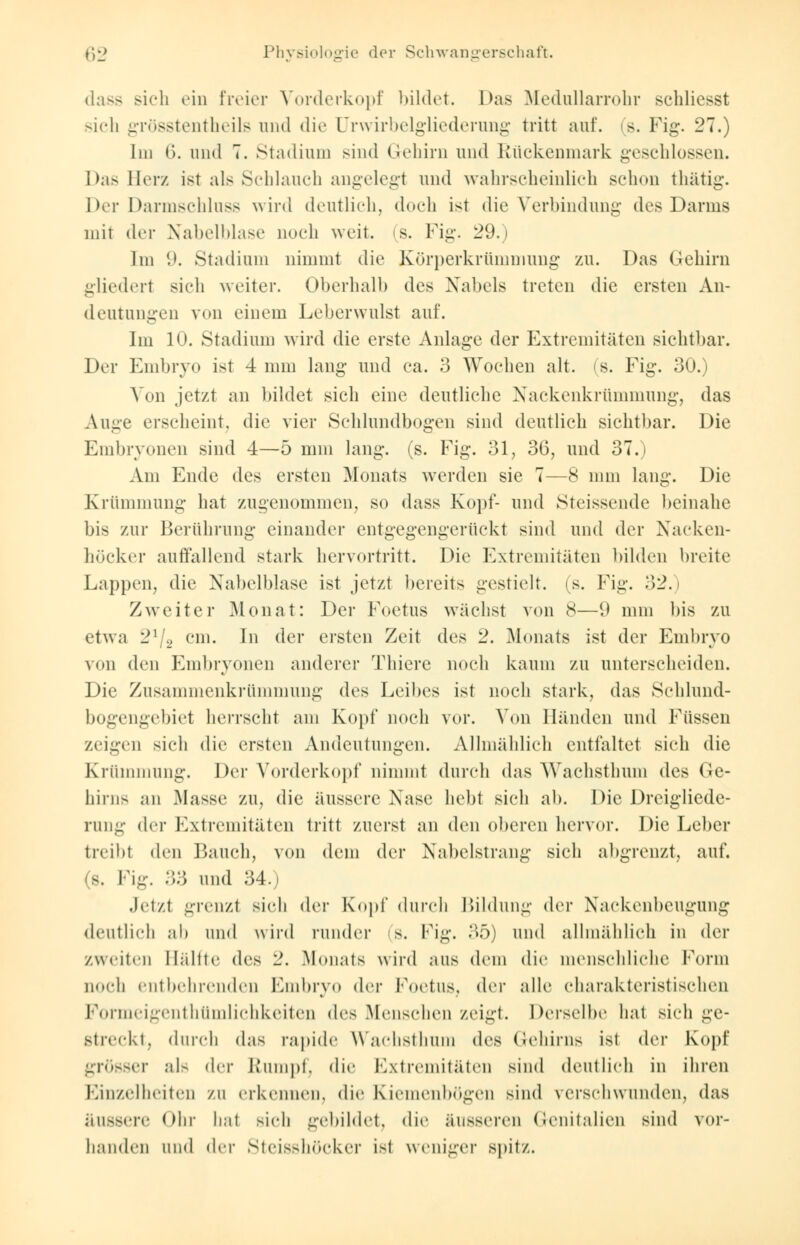 dass sich ein freier Vorderkopf bildet. Das Medullarrohr schliesst sich grösstentheils und die Urwirbelgliederung tritt auf. s. Fig. 27.) Im 6. und 7. Stadium sind Gehirn und Rückenmark geschlossen. Das Berz ist als Schlauch augelegt und wahrscheinlich schon thätig. Der Darmschluss wird deutlich, doch ist die Verbindung des Darms mit der Nabelblase noch weit. (s. Fig. 29.) Im 9. Stadium nimmt die Körperkrümmung zu. Das Gehirn gliedert sieh weiter. Oberhalb des Nabels treten die ersten An- deutungen von einem Leberwulst auf. Im 10. Stadium wird die erste Anlage der Extremitäten sichtbar. Der Embryo ist 4 nun lang und ca. 3 Wochen alt. (s. Fig. 30.) Von jetzt an bildet sich eine deutliche Nackenkrümmung, das Auge erscheint, die vier Schlundbogen sind deutlich sichtbar. Die Embryonen sind 4—5 mm lang. (s. Fig. 31, 36, und 37.) Am Ende des ersten Monats werden sie 7—8 mm lang. Die Krümmung hat zugenommen, so dass Kopf- und Steissende beinahe bis zur Berührung einander entgegengerückt sind und der Nacken- höcker auffallend stark hervortritt. Die Extremitäten bilden breite Lappen, die Nabelblase ist jetzt bereits gestielt, (s. Fig. 32.) Zweiter Monat: Der Foetus wächst von 8—(.) mm bis zu etwa 21/2 cm. In der ersten Zeit des 2. Monats ist der Embryo von den Embryonen anderer Thiere noch kaum zu unterscheiden. Die Zusammenkrümmung des Leibes ist noch stark, das Schlund- bogengebiet herrscht am Kopf noch vor. Von Händen und Füssen zeigen sieh die ersten Andeutungen. Allmählich entfaltet sieh die Krümmung. Der Vorderkopf nimmt durch das Wachsthum des Ge- hirns an Masse zu, die aussen1 Xase liebt sich ab. Die Dreigliede- rung der Extremitäten tritt zuerst an den (»bereu hervor. Die Leber treibt den Bauch, von dem der Nabelstrang sich abgrenzt, auf. (s. Fig. 33 und 34.) Jetzt grenzt sich der Kopf durch Inidung der Naekenbcugung deutlich ab und wird runder (s. Fig. 35) und allmählich in der zweiten Hallte dvs 2. Monats wird aus dem die menschliche Form noch entbehrenden Embryo der Foetus, der alle charakteristischen Formeigenthümlichkeiten des Menschen zeigt. Derselbe hat sich ge- streckt, durch das rapide Wachsthum des Gehirns ist der Kopf grösser als der Rumpf, die Extremitäten sind deutlich in ihren Einzelheiten zu erkennen, die Kiemenbögen sind verschwunden, das äussere Ohr hat sich gebildet, die äusseren Genitalien sind vor- handen und der Steisshöeker ist weniger spitz.