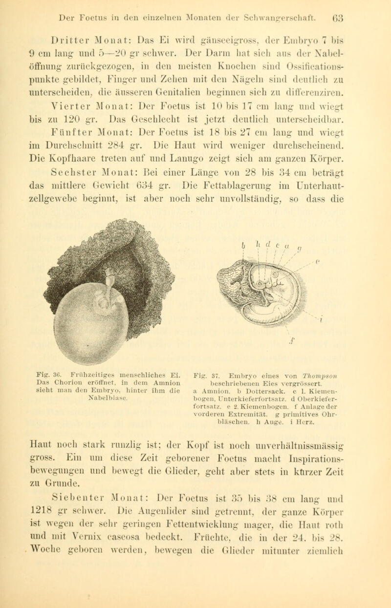 Dritter Monat: Das Ei wird gänseeigross, der Embryo 7 bis 9 cm lang und 5 — *20 gr schwer. Der Dann hat sich aus der Nabel- öffhung zurückgezogen, in den meisten Knochen sind Ossifications- punkte gebildet, Pinger und Zehen mit den Nägeln sind deutlich zu unterscheiden, die äusseren Genitalien beginnen sich zu differenziren. Vierter Monat: Der Foetus ist 10 bis IT cm lang und wiegl bis zu 120 gr. Das Geschlecht ist jetzt deutlich unterscheidbar. Fünfter Monat: Der Foetus ist 18 bis 27 cm lang und wiegl im Durchschnitt 284 gr. Die Haut wird weniger durchscheinend. Die Kopfhaare treten auf und Lanugo zeigt sich am ganzen Körper. Sechster Monat: Bei einer Länge von 28 bis 34 cm beträgt das mittlere Gewicht 634 >j;v. Die Fettablagerung im Unterhaut- zellgewebe beginnt, ist aber noch sehr unvollständig, so dass die Kg. 36. Frühzeitiges menschliches Ei. Das Chorion eröffnet, in dem Amnion sieht man den Embryo, hinter ihm die Nahelblase. Fig. 37. Emhryo eines von Thompson beschriebenen Eies vergrössert. a Amnion, b Dottersack, c 1. Kiemen- bogen, Unterkieferfortsatz. d Oberkiefer- fortsatz, e 2. Kiemenbogen. f Anlage der vorderen Extremität, g primitives Ohr- bläschen. h Auge, i Herz. Haut noch stark runzlig ist: der Kopf ist noch unverhältnissmässig gross. Ein um diese Zeit geborener Foetus macht Inspirations- bewegungen und bewegt die Glieder, geht aber stets in kurzer Zeit zu Grande. Siebenter Monat: Der Foetus ist 35 bis 38 cm lang und 121<< gr schwer. Die Augenlider sind getrennt, i\vv ganze Körper ist wegen der sehr geringen Fettentwicklung mager, die Haut roth und mit Vernix caseosa bedeckt. Früchte, die in der 24. bis _'v. Woche geboren werden, bewegen die Glieder mitunter ziemlich