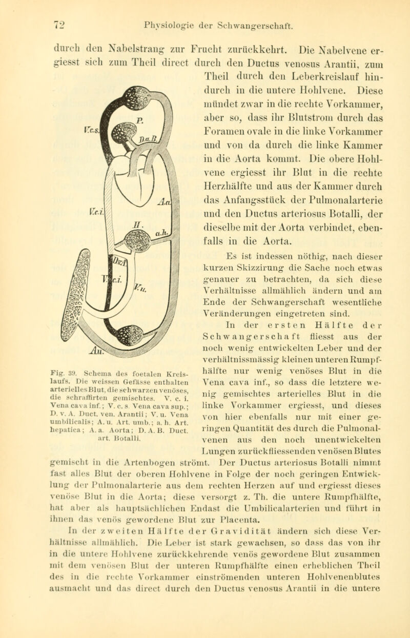 durch den Nabelstrang zur Frucht zurückkehrt. Die Nabelvene er- giesst sich zum Thcil direct durch den Ductus venosus Arantii, zum Theil durch den Leberkreislauf hin- durch in die untere Hohlvene. Diese mündet zwar in die rechte Vorkammer, aber so, dass ihr Blutstrom durch das Foramen ovale in die linke Vorkammer und von da durch die linke Kammer in die Aorta kommt. Die obere Ilohl- vene ergiesst ihr Blut in die rechte Herzhälfte und aus der Kammer durch das Anfangsstück der Pulmonalarterie und den Ductus arteriosus Botalli, der dieselbe mit der Aorta verbindet, eben- falls in die Aorta. Es ist indessen nöthig-, nach dieser kurzen Skizzirung die Sache noch etwas genauer zu betrachten, da sich diese Verhältnisse allmählich ändern und am Ende der Schwangerschaft wesentliche Veränderungen eingetreten sind. In der ersten Hälfte de r Schwangerschaft fliesst aus der noch wenig entwickelten Leber und der verhältnissmässig kleinen unteren Rumpf- hälfte nur wenig venöses Blut in die Vena cava inf., so dass die letztere we- nig gemischtes arterielles Blut in die linke Vorkammer ergiesst, und dieses von hier ebenfalls nur mit einer ge- lingen Quantität des durch die Pulmonal- venen aus den noch unentwickelten I mngen zurückiliessenden venösen Blutes gemischt in die Artenbogen strömt. Der Ductus arteriosus Botalli nimmt fast alles Blut der oberen llohlvcne in Folge der noch geringen Entwick- lung der Pulmonalarterie aus dem rechten Herzen auf und ergiesst dieses venöse Blut in die Aorta; diese versorgt z. Th. die untere Rumpfhälfte, tat aber als hauptsächlichen Bndast die Umbilicalarterien und fuhrt in ihnen 'In- venös gewordene Blut zur Placenta. In der zweiten Hüllte der Gravidität ändern sich diese Ycr- hältniSSe allmählich. Die Leber ist stark gewachsen, so d;»ss (las von ihr in die untere Hohlvene zurückkehrende venös gewordene Blut zusammen mit dein venösen Blut der Unteren Rumpfhälfte einen erheblichen Theil d<- in die rechte Vorkammer einströmenden unteren Hohlvenenblutes ausmacht und das direct durch den Ductus vonosus Arantii in die Untere Ji_ 89. Schema des foetalen Kreis- laufs. Dir weissen Gefässe enthalten arterielles Blut, die «schwarzen venöses, iü.- Bchraffirten gemischtes, v. c. i. Vena cava Inf.; V. c. s Vena cava sup.; D. v. \. Dnct. ven. Arantii; V. u. Vena umbilicalis; A. u. Art. umb.; a. b. Art. hepatica ; A. a Aorta ; I). A. B. Duct. art. Botalli