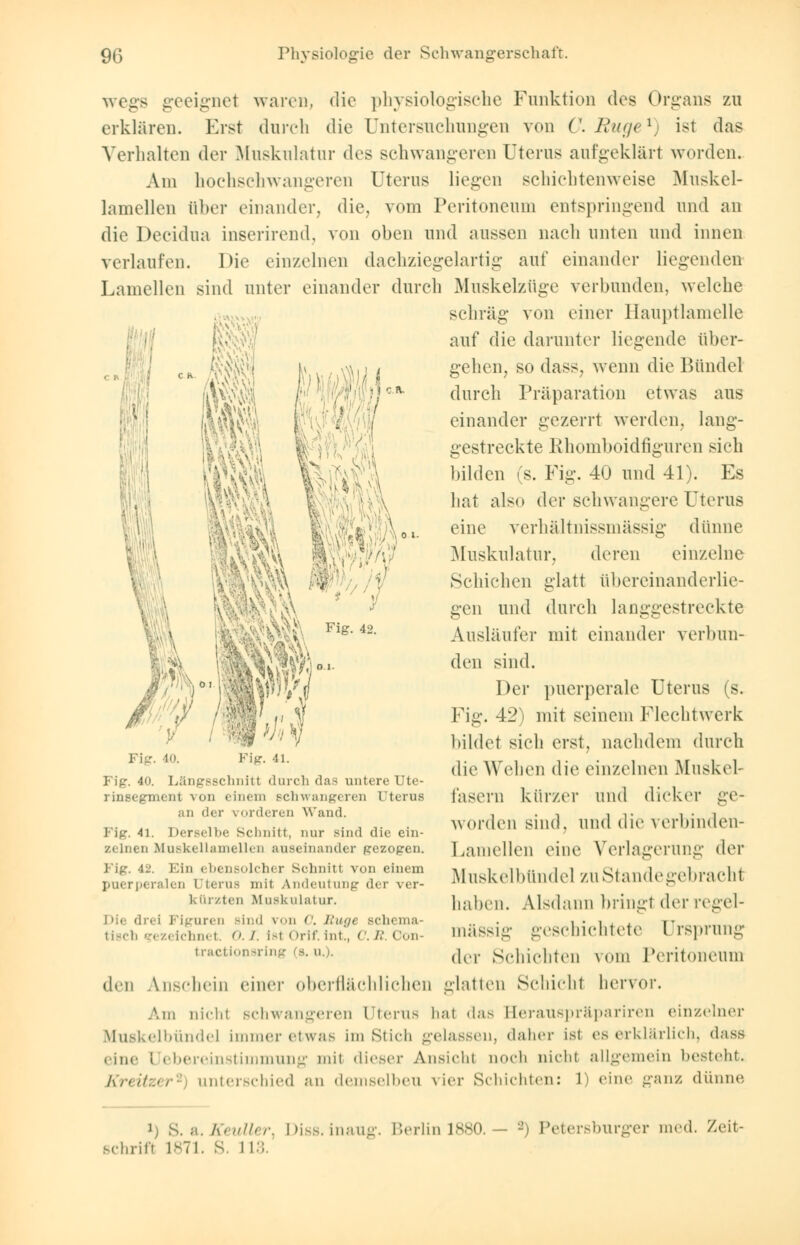 wegs geeignet warenj die }>liysiologisehe Funktion des Organs zu erklären. Erst durch die Untersuchungen von C.Buge1) ist das Verhalten der Muskulatur des schwangeren Uterus aufgeklärt worden. Am hochschwangeren Uterus liegen schichtenweise Muskel- lamellen tther einander, die, vom Peritoneum entspringend und an die Decidua inserirend, von oben und aussen nach unten und innen verlaufen. Die einzelnen dachziegelartig auf einander liegenden Lamellen sind unter einander durch Muskelzüge verbunden, welche schräg von einer Hauptlamelle auf die darunter liegende über- gehen, so dass, wenn die Bündel durch Präparation etwas aus einander gezerrt werden, lang- gestreckte Rhomboidfiguren sich bilden (s. Fig. 40 und 41). Es hat also der schwangere Uterus eine yerhältnissmässig dünne Muskulatur, deren einzelne Schichen glatt übereinanderlie- g-en und durch langgestreckte Ausläufer mit einander verbun- den sind. Der puerperale Uterus (s. Fig. 42) mit seinem Flechtwerk bildet sich erst, nachdem durch die Wehen die einzelnen Muskel- fasern kürzer und dicker ge- worden sind, und die verbinden- Lamellen eine Verlagerung der Muskelbünde] zu Stande gebracht haben. Alsdann bringl der regel- mässig geschichtete Ursprung der Schichten \om Peritoneum den Anschein einer oberflächlichen glatten Schicht hervor. Am nicht schwangeren Uterus hal «las Berauspräpariren einzelner Muskelbünde] immer etwas im Stich gelassen, daher ist es erklärlich, dass eine i ebereinstimmung mil dieser Ansicht noch nicht allgemein besteht. Kreuzer' unterschied an demselben vier Schichten: l) eine ganz dünne Fig. 40. Fig. 40. Längsschnitt durch das untere Ute- rinsegment \ oii einem schwangeren Uterus an der \ orderen Wand. Fig. 4i. Derselbe Schnitt, nur sind die ein- zelnen Muskellamellen auseinander gezogen. Fig. 42. Ein ebensolcher Schnitt von einem puerperalen Uterus mit Andeutung der ver- kürzten Muskulal ur. Die drei Figuren Bind von 0. Rüge Bchema- tisch gezeichnet. O.I. Isl Orif.int., CR Oon lindlonsring is. u ij S. a. Kmiirr. Diss. inaug. Berlin 1880. schritt 1871. s. 113. -) Petersburger med. Zeit-