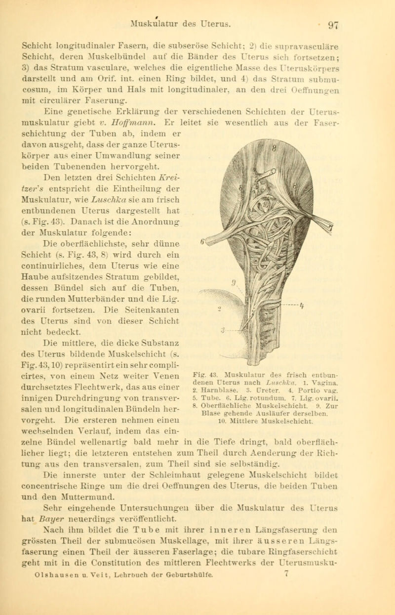 Schicht longitudinaler Fasern, die subseröse Schicht; pravascnläre Schicht, deren Muskelbünde] auf die Bänder des Uterus Bicl fortsetzen; 3) das Stratum vasculare, welches die eigentliche Masse des [Tternsköi darstellt und am Orif. int. einen Ring bildet, und 1 das Stratum submu- cosum, im Körper und Hals mit longitudinaler, an den drei Oeffnm mit circularer Faserung. Eine genetische Erklärung der verschiedenen Schichten der üt< mnskulatur giebt '•. Hoffmann. Kr leitet sie wesentlich ans der Fi Schichtung der Tuben ab. indem er dav<»n ausgeht, dass der ganze CTterus- körper au- einer Umwandlung seiner beiden Tubenenden hervorgeht. Den letzten drei Schichten Krei- tzer's entspricht die Eintheilung der Muskulatur, wie Luschka Bie am irisch entbundenen Uterus dargestellt hat (s. Fig. '13). Danach ist die Anordnung der Muskulatur folgende: Die oberflächlichste, sehr dünne Schicht (s. Fig. 43, 8) wird durch ein continuirliches. dem Uterus wie eine Haube aufsitzendes Stratum gebildet. i Bündel sich auf die Tuben, die runden Mutterbänder und die Lig. ovarii fortsetzen. Die Seitenkanten des Uterus sind von dieser Schicht nicht bedeckt Die mittlere, die dicke Sub>tanz des Uterus bildende Muskelschicht s. Fig. 43,10) repräsentirt ein sehr compli- cirtes. von einem Netz weiter Venen durchsetzte- Flechtwerk. das aus einer innigen Durchdringung von transver- l Fig. 43. Muskulatur des frisch ■ denen Uterus nach Luschka, i. \ a 2. Harnblase. 3. Ureter. 4. Portio vag. 5. Tube. 6. Lig. rotundum. 7. Lig. ovarii, s. Oberflächliche Muskelschicht. 9. Zur Blase gehende Ausläufer derselben. 10. Mittlere Muskelschicht salen und longitudinalen Bündeln her- geht Die ersteren nehmen einen wechselnden Verlauf, indem das ein- zelne Bündel wellenartig bald mehr in die Tiefe dringt, bald oberfläch- licher liegt: die letzteren entstellen zum Theil durch Aenderung der Rich- tung aus den transversalen, zum Theil sind sie selbständig. Die innerste unter der Schleimhaut gelegene Muskelschicht bildet concentrische Ringe um die drei Oeffnungen des Uterus, die beiden Tuben und den Muttermund. Sehr eingehende Untersuchungen über die Muskulatur des Uterus hat Bayer neuerding.- veröffentlicht. Nach ihm bildet die Tube mit ihrer inneren Längsfaserung den grössten Theil der submueösen Muskellage, mit ihrer äusseren 1. faserung einen Theil der äusseren Faserlage; die tubare Ringfaserschicht geht mit in die Constitution des mittleren Flechtwerk- der Uterusmusku- Olshausen o.Veit, Lehrbuch der Get>urtshülfe. •
