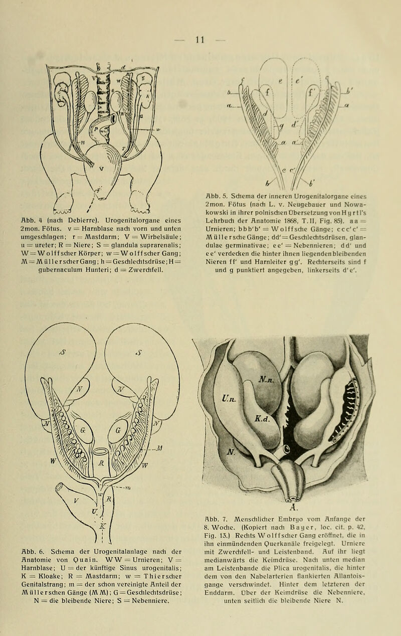 r Abb. 4 (nach Debierre). Urogenitalorgane eines 2mon. Fötus, v = Harnblase nach vorn und unten umgeschlagen; r = Mastdarm; V = Wirbelsäule; u = Ureter; R = Niere; S = glandula suprarenalis; W = WoIff scher Körper; w = Wolf f scher Gang; M = MüllerscherGang; h = Geschlechtsdrüse;H = gubernaculum Hunteri; d = Zwerchfell. Abb. 5. Schema der inneren Urogenitalorgane eines 2mon. Fötus (nach L. v. Neugebauer und Nowa- kowski in ihrer polnischen Obersetzung von Hy rtl's Lehrbuch der Anatomie 1868, T.II. Fig. 85). aa = Urnieren; bbb'b' = Wolffsche Gänge; ccc'c' = MüllerscheGänge; dd' = Geschlechtsdrüsen, glan- dulae germinativae; ee'= Nebennieren; dd' und ee' verdecken die hinter ihnen liegenden bleibenden Nieren ff und Harnleiter gg'. Rechterseits sind f und g punktiert angegeben, linkerseits d'e'. Abb. 6. Schema der Urogenitalanlage nach der Anatomie von Quain. WW = Urnieren; V = Harnblase; U = der künftige Sinus urogenitalis; K = Kloake; R = Mastdarm; w = Thierscher Genitalstrang; m = der schon vereinigte Anteil der Müllersehen Gänge (MM); G = Geschlechtsdrüse; N = die bleibende Niere; S = Nebenniere. Abb. 7. Menschlicher Embryo vom Anfange der 8. Woche. (Kopiert nach Bayer, loc. cit. p. 42, Fig. 13.) Rechts Wolffscher Gang eröffnet, die in ihn einmündenden Querkanüle freigelegt. Urniere mit Zwerchfell- und Leistenband. Auf ihr liegt medianwärts die Keimdrüse. Nach unten median am Leistenbande die Plica urogenitalis, die hinter dem von den Nabelarterieu flankierten Allantois- gange verschwindet. Hinter dem letzteren der Euddarm. Über der Keimdrüse die Nebenniere, unten seitlich die bleibende Niere N.