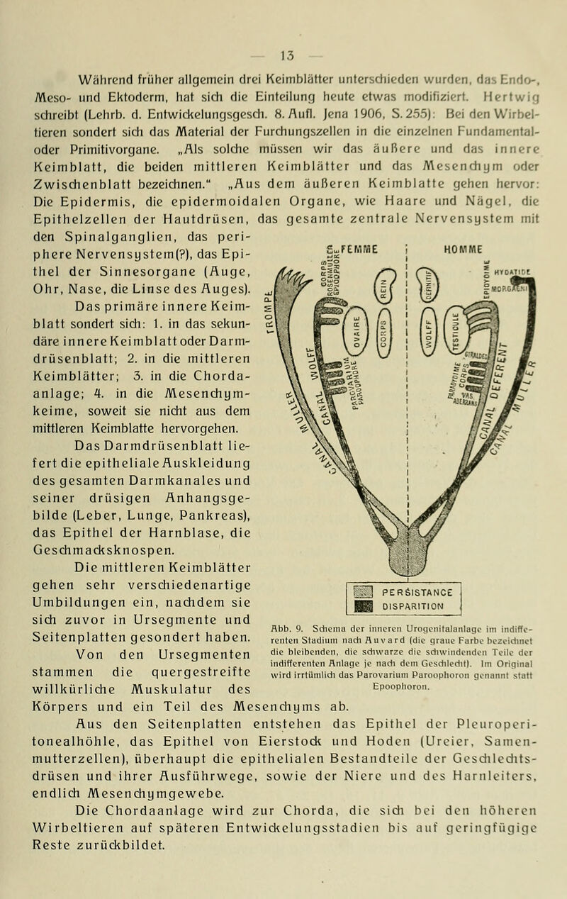 Während früher allgemein drei Keimblätter unterschieden wurden, das Endo-, Meso- und Ektoderm, hat sich die Einteilung heute etwas modifiziert. Hertwig schreibt (Lehrb. d. Entwickelungsgesch. 8. Aufl. Jena 1906, S. 255): Bei den Wirbel- tieren sondert sich das Material der Furchungszellen in die einzelnen Fundamental- oder Primitivorgane. „Als solche müssen wir das äußere und das innere Keimblatt, die beiden mittleren Keimblätter und das Mesenchym oder Zwischenblatt bezeichnen. „Aus dem äußeren Keimblatte gehen hervor: Die Epidermis, die epidermoidalen Organe, wie Haare und Nägel, die Epithelzellen der Hautdrüsen, das gesamte zentrale Nervensystem mit den Spinalganglien, das peri- S-rEMHE MOS KOMME phere Nervensystem(?), das Epi- thel der Sinnesorgane (Auge, Ohr, Nase, die Linse des Auges). Das primäre innere Keim- blatt sondert sich: 1. in das sekun- däre innere Keimblatt oder Darm- drüsenblatt; 2. in die mittleren Keimblätter; 3. in die Chorda- anlage; 4. in die Mesenchym- keime, soweit sie nicht aus dem mittleren Keimblatte hervorgehen. Das Darmdrüsenblatt lie- fert die epitheliale Auskleidung des gesamten Darmkanales und seiner drüsigen Anhangsge- bilde (Leber, Lunge, Pankreas), das Epithel der Harnblase, die Geschmacksknospen. Die mittleren Keimblätter gehen sehr verschiedenartige Umbildungen ein, nachdem sie sich zuvor in Ursegmente und Seitenplatten gesondert haben. Von den Ursegmenten stammen die quergestreifte willkürliche Muskulatur des Körpers und ein Teil des Mesenchyms ab. Aus den Seitenplatten entstehen das Epithel der Pleuropcri- tonealhöhle, das Epithel von Eierstock und Hoden (Urcier, Samen- mutterzellen), überhaupt die epithelialen Bestandteile der Geschlechts- drüsen und ihrer Ausführwege, sowie der Niere und des Harnleiters, endlich Mesenchymgewebe. Die Chordaanlage wird zur Chorda, die sich bei den höheren Wirbeltieren auf späteren Entwickelungsstadien bis auf geringfügige Reste zurückbildet. flbb. 9. Schema der inneren Urogenitalanlage im indiffe- renten Stadium nach Auvard (die graue Farbe bezeichnet die bleibenden, die schwarze die schwindenden Teile der indifferenten Anlage je nach dem Geschlecht). Im Original wird irrtttmlidl das Parovarium Paroophoron genannt statt Epoophoron.