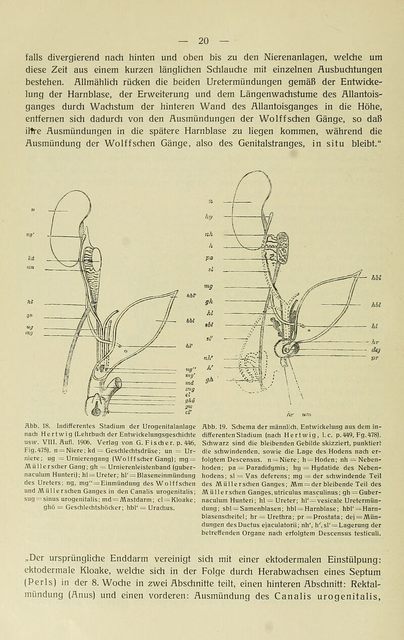 falls divergierend nach hinten und oben bis zu den Nierenanlagen, welche um diese Zeit aus einem kurzen länglichen Schlauche mit einzelnen Ausbuchtungen bestehen. Allmählich rücken die beiden Uretermündungen gemäß der Entwicke- lung der Harnblase, der Erweiterung und dem Längenwachstume des Allantois- ganges durch Wachstum der hinteren Wand des Allantoisganges in die Höhe, entfernen sich dadurch von den Ausmündungen der Wolffschen Gänge, so daß irfte Ausmündungen in die spätere Harnblase zu liegen kommen, während die Ausmündung der Wolffschen Gänge, also des Genitalstranges, in situ bleibt. led _ hbr mg Abb. 18. Indifferentes Stadium der Urogenitalanlage nach Hertwig (Lehrbuch der Entwickelungsgeschichte usw. VIII. Aufl. 1906. Verlag von G. Fischer, p. 446, Fig.475). n = Niere; kd = Geschlechtsdrüse; un = Ur- niere; ug = Urnierengang (Wolffscher Gang); mg = Müller scher Gang; gh = Urnierenleistenband (guber- naculum Hunteri); hl = Ureter; hl'= Blaseneinmündung des Ureters; ng, mg = Einmündung des Wolffschen und Müllerschen Ganges in den Canalis urogenitalis; sug = sinus urogenitalis; md = Mastdarm; cl = Kloake; ghö = Geschlechtshöcker; hbl' = Urachus. hy nh h pa si mg gh hl »bl ü1 — nh' h' gh Abb. 19. Schema der männlich. Entwickelung aus dem in- differenten Stadium (nach Hertwig, I.e. p.449, Fg.478). Schwarz sind die bleibenden Gebilde skizziert, punktiert die schwindenden, sowie die Lage des Hodens nach er- folgtem Descensus. n = Niere; h = Hoden; nh = Neben- hoden; pa = Paradidymis; hy = Hydatide des Neben- hodens; sl = Vas deferens; mg = der schwindende Teil des Müllerschen Ganges; Mm = der bleibende Teil des Müllerschen Ganges,utriculus masculinus; gh = Guber- naculum Hunteri; hl = Ureter; hl' = vesicale Uretermün- dung; sbl = Samenblasen; hbl = Harnblase; hbl' = Harn- blasenscheitel; hr = Urethra; pr= Prostata; dej = Mün- dungen desDuctus ejaculatorii; nh', h', sI' = Lagerung der betreffenden Organe nach erfolgtem Descensus testiculi. „Der ursprüngliche Enddarm vereinigt sich mit einer ektodermalen Einstülpung: ektodermale Kloake, welche sich in der Folge durch Herabwachsen eines Septum (Perls) in der 8. Woche in zwei Abschnitte teilt, einen hinteren Abschnitt: Rektal- mündung (Anus) und einen vorderen: Ausmündung des Canalis urogenitalis,