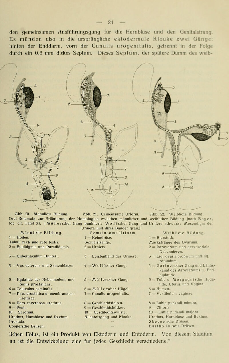 den gemeinsamen Ausführungsgang für die Harnblase und den Genilaist- Es münden also in die ursprüngliche ektodermale Kloake zwei Gang« hinten der Enddarm, vorn der Canalis urogenitalis, getrennt in der Folge durch ein 0,3 mm dickes Septum. Dieses Septum, der spätere Damm des weib- Abb. 20. Männliche Bildung. Abb. 21. Gemeinsame Urform. Abb. 22. Weibliche Bildung. Drei Schemata zur Erläuterung der Homologien zwischen männlicher und weiblicher Bildung (nach Bauer. loc. cit. Tafel X). (Müllerscher Gang punktiert; Wölfischer Gang und Urniere schwarz; Mesencfaym der Urnierc und ihrer Bänder grau.) Gemeinsame Urform. 1 = Keimdrüse. Sexualstränge. 2 = Urniere. Männliche Bildung. 1 = Hoden. Tubuli recti und rete testis. 2 = Epididymis und Paradidymis 3 = Gtibernaculum Hunteri. 4 = Vas deferens und Samenblasen. 5 = Hydatide des Nebenhodens und Sinus prostaticus. 6 = Colliculus seminalis. 7 = Pars prostatica u. membranacea urethrae. 8 = Pars eavemosa urethrae. 9 = Penis. 10 = Scrotiiin. Urachus, Harnblase und Rectum. Prostata. Coopersche Drüsen. 3 = Leistenband der Urniere. 4 = Wolffsdier Gang. 5 = Müllerscher Gang. 6 = Müllerscher Hügel. 7 = Canalis urogenitalis. 8 = Geschlechtsfalten. 9 = Geschlechtshöcker. 10 = Geschlechtswülste. Allantoisgang und Kloake. Weibliche Bildung. 1 = Eierstock. Markstränge des Ovarium. 2 = Parovarium und accessorialo Nebennieren. 5 = Lig. ovarii proprium und hg. ro rundum. 4 = Gartnersdrer Gang und Longs- kanal des Parovariums u. End- hydutide. 5 = Tube u. Morgagnische Hyda- tide. Uterus und Vagina. 6 = Hymen. 7 = Vestibulum vaginae. 8 = Labia pudendi ininora. 9 = Clitoris. 10 = Labia pudendi inajora. Urachus, Harnblase und Rektum. S k ee nc 'seile Drüsen. Bartholin Ische Drüsen. liehen Fötus, ist ein Produkt von Ektoderm und Entoderm, Von diesem Stadium an ist die Entwickelung eine für jedes Geschlecht verschiedene.