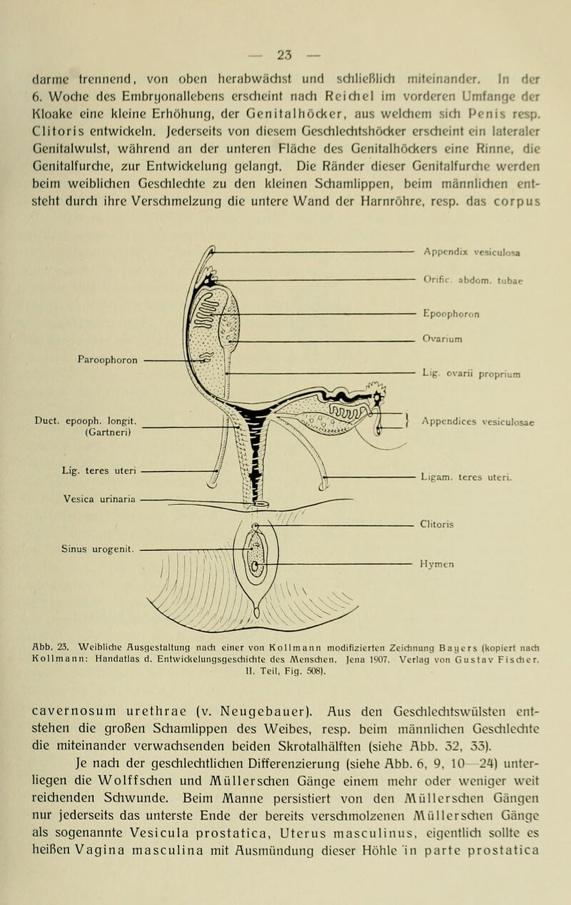 clarmc trennend, von oben herabwächst und schließlich miteinander. In der 6. Woche des Embnjonallebens erscheint nach Reichel im vorderen Umfange der Kloake eine kleine Erhöhung, der Genitalhöcker, aus welchem sich Penis resp. Clitoris entwickeln. Jederseits von diesem Geschlechtshöcker erscheint ein lateraler Genitalwulst, während an der unteren Fläche des Genitalhöckers eine Rinne, die Genitalfurche, zur Entwickelung gelangt. Die Ränder dieser Genitalfurche werden beim weiblichen Geschlechte zu den kleinen Schamlippen, beim männlichen ent- steht durch ihre Verschmelzung die untere Wand der Harnröhre, resp. das corpus Appendix vesiculosa Onfic. abdotn. tubac Epoophoron Ovarium Paroophoron Duct. epooph. longfit. (Gartncri) Lig. teres uteri Vesica urinaria Sinus urogenit. Lig. ovarii proprium Appcndiccs vesiculosae Ligam. tercs uteri. Clitons Hvmen Abb. 23. Weibliche Ausgestaltung nach einer von Kollmann modifizierten Zeichnung Bayers (kopiert nach Kollmann: Handatlas d. Entwickelungsgeschidite des Menschen, ]ena iy07. Verlag von Gustav Fisdier. II. Teil, Fig. 508). cavernosum urethrae (v. Neugebauer). Aus den Geschlechtswülsten ent- stehen die großen Schamlippen des Weibes, resp. beim männlichen Geschlechte die miteinander verwachsenden beiden Skrotalhälften (siehe Abb. 52, 33). Je nach der geschlechtlichen Differenzierung (siehe Abb. 6, 9, 10 24) unter- liegen die Wolffschen und Müllerschen Gänge einem mehr oder weniger weit reichenden Schwunde. Beim Manne persistiert von den Müllerschen Gängen nur jederseits das unterste Ende der bereits verschmolzenen Müllerschen Gänge als sogenannte Vesicula prostatica, Uterus masculinus, eigentlich sollte es heißen Vagina masculina mit Ausmündung dieser Höhle in parte prostatica