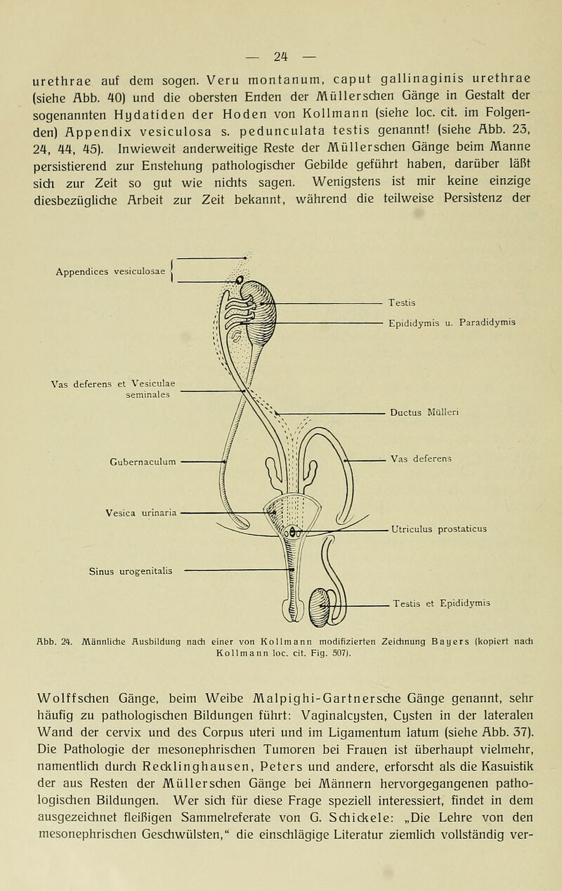 urethrae auf dem sogen. Veru montanum, caput gallinaginis urethrae (siehe Abb. 40) und die obersten Enden der Müllerschen Gänge in Gestalt der sogenannten Hydatiden der Hoden von Kollmann (siehe loc. cit. im Folgen- den) Appendix vesiculosa s. pedunculata testis genannt! (siehe Abb. 23, 24, 44, 45). Inwieweit anderweitige Reste der Müllerschen Gänge beim Manne persistierend zur Enstehung pathologischer Gebilde geführt haben, darüber läßt sich zur Zeit so gut wie nichts sagen. Wenigstens ist mir keine einzige diesbezügliche Arbeit zur Zeit bekannt, während die teilweise Persistenz der Appendices vesiculosae Vas deferens et Vesiculae seminales Gubernaculum Vesica urinana Sinus urogenitalis Testis Epididymis u. Paradidymis Ductus Müllen Vas deferens Utriculus prostaticus Testis et Epididymis Abb. 24. Männliche Ausbildung nach einer von Kollmann modifizierten Zeichnung Bayers (kopiert nach Kollmann loc. cit. Fig. 507). Wolffschen Gänge, beim Weibe Malpighi-Gartnersche Gänge genannt, sehr häufig zu pathologischen Bildungen führt: Vaginalcusten, Cysten in der lateralen Wand der cervix und des Corpus uteri und im Ligamentum latum (siehe Abb. 37). Die Pathologie der mesonephrischen Tumoren bei Frauen ist überhaupt vielmehr, namentlich durch Recklinghausen, Peters und andere, erforscht als die Kasuistik der aus Resten der Müllerschen Gänge bei Männern hervorgegangenen patho- logischen Bildungen. Wer sich für diese Frage speziell interessiert, findet in dem ausgezeichnet fleißigen Sammelreferate von G. Schi ekele: „Die Lehre von den mesonephrischen Geschwülsten, die einschlägige Literatur ziemlich vollständig ver-