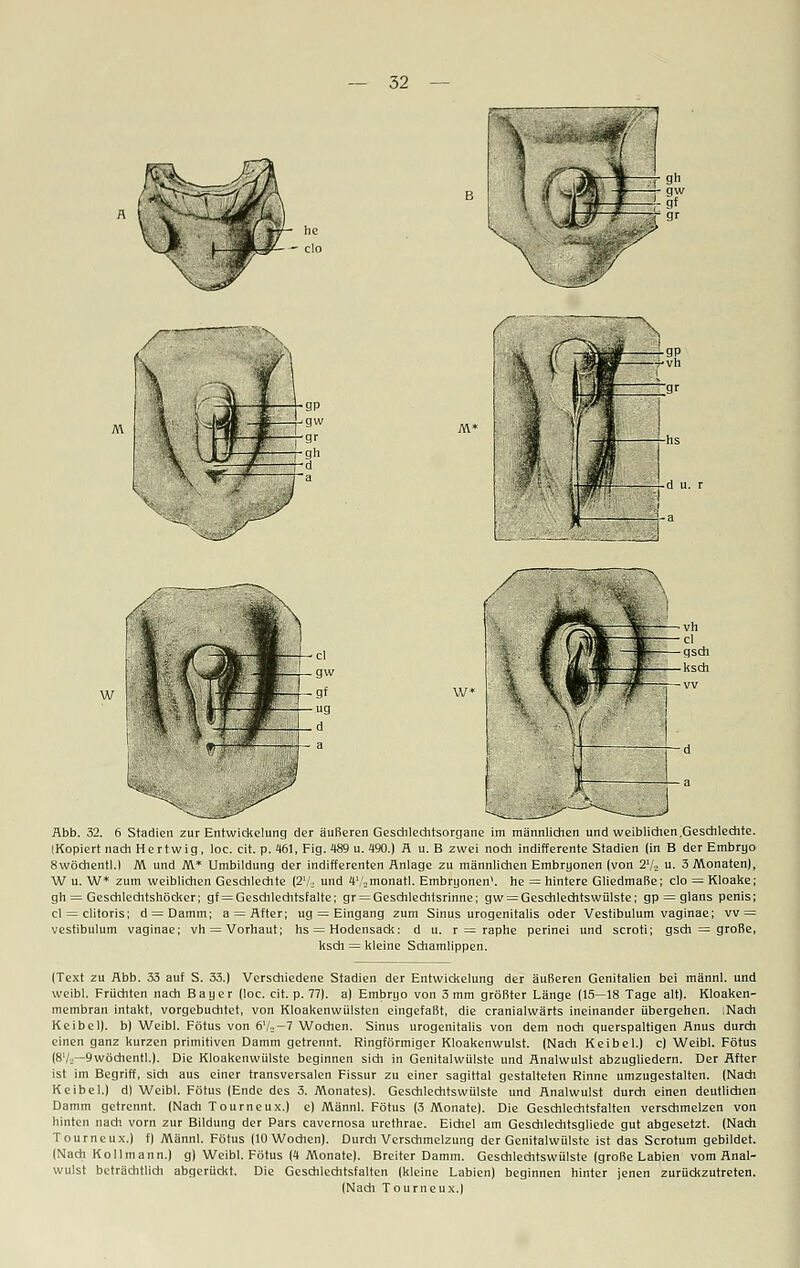 w | Abb. 32. 6 Stadien zur EntWickelung der äußeren Geschlechtsorgane im männlichen und weiblichen .Geschlechte. iKopiert nach Hertwig, loc. cit. p. 461, Fig. 489 u. 190.) R u. B zwei noch indifferente Stadien (in B der Embryo 8wöchentl.l M und M* Umbildung der indifferenten Anlage zu männlichen Embryonen (von 27-, u. 3 Monaten), W u. W* zum weiblichen Geschlechte (2Vj und 47-,monatl. Embryonen', he = hintere Gliedmaße; clo = Kloake; gh = Geschlechtshöcker; gf = Geschlechtsfalte; gr = Geschlechtsrinne; gw = Geschlechtswülste; gp = glans penis; cl = clitoris; d = Damm; a = After; ug = Eingang zum Sinus urogenitalis oder Vestibulum vaginae; vv = vestibulum vaginae; vh = Vorhaut; hs = Hodensack: d u. r = raphe perinei und scroti; gsch = große, ksch = kleine Schamlippen. (Text zu Abb. 33 auf S. 33.) Verschiedene Stadien der Entwickelung der äußeren Genitalien bei männl. und weibl. Früchten nach Bayer (loc. cit. p. 77). a) Embryo von 3 mm größter Länge (15—18 Tage alt). Kloaken- membran intakt, vorgebuchtet, von Kloakenwülsten eingefaßt, die cranialwärts ineinander übergehen. iNach Keibel). b) Weibl. Fötus von 67=-7 Wochen. Sinus urogenitalis von dem noch querspaltigen Anus durch einen ganz kurzen primitiven Damm getrennt. Ringförmiger Kloakenwulst. (Nach Keibel.) c) Weibl. Fötus (87«—9wöchentl.). Die Kloakenwülste beginnen sich in Genitalwülste und Analwulst abzugliedern. Der After ist im Begriff, sich aus einer transversalen Fissur zu einer sagittal gestalteten Rinne umzugestalten. (Nach Keibel.) d) Weibl. Fötus (Ende des 3. Monates). Geschlechtswülste und Analwulst durch einen deutlichen Damm getrennt. (Nach Tourneux.) e) Männl. Fötus (3 Monate). Die Geschlechtsfalten verschmelzen von hinten nach vorn zur Bildung der Pars cavernosa urethrae. Eichel am Geschlechtsgliede gut abgesetzt. (Nach Tourneux.) f) Männl. Fötus (10 Wochen). Durch Verschmelzung der Genitalwülste ist das Scrotum gebildet. (Nach Kollmann.) g) Weibl. Fötus (4 Monate). Breiter Damm. Geschlechtswülste (große Labien vom Anal- wulst beträchtlich abgerückt. Die Geschlechtsfalten (kleine Labien) beginnen hinter jenen zurückzutreten. (Nach Tourneux.)