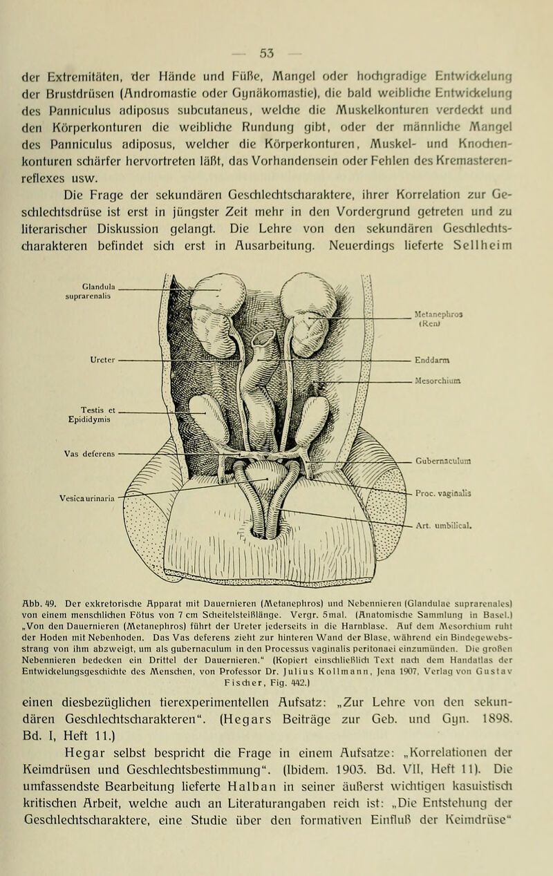 der Extremitäten, der Hände und Füße, Mangel oder hochgradige Entwicklung der Brustdrüsen (Andromastie oder Gunäkomastie), die bald weibliche Entwickelung des Panniculus adiposus subcutaneus, welche die Muskelkonturen verdeckt und den Körperkonturen die weibliche Rundung gibt, oder der männliche Mangel des Panniculus adiposus, welcher die Körperkonturen, Muskel- und Knochen- konturen schärfer hervortreten läßt, das Vorhandensein oder Fehlen des Kremasteren- reflexes usw. Die Frage der sekundären Geschlechtscharaktere, ihrer Korrelation zur Ge- schlechtsdrüse ist erst in jüngster Zeit mehr in den Vordergrund getreten und zu literarischer Diskussion gelangt. Die Lehre von den sekundären Geschlechts- charakteren befindet sich erst in Ausarbeitung. Neuerdings lieferte Seil heim Testis et Epididymis Mctanephros (Ren) Enddarm iMcsorchium, Vas defercns Vcsicaurinnria Gubcrnaculum Proc. vaginalis Art. umbilical. Abb. 49. Der exkretorische Apparat mit Dauernieren (Metnnephros) und Nebennieren [Glandulae suprarenales) von einem menschliehen Fötus von 7 cm Scheitelsteißlänge. Vergr. Sinai. (Anatomische Sammlung in Basel.) „Von den Dauernieren (Metauephros) führt der Ureter jederseits in die Harnblase. Auf dem Mesordrium ruht der Hoden mit Nebenhoden. Das Vas defercns zieht zur hinteren Wund der Blase, wahrend ein Biudegewebs- strang von ihm abzweigt, um als gubemaculum in den Processus vaginalis peritonaei einzumünden. Die großen Nebennieren bedecken ein Drittel der Dauernieren. (Kopiert einschließlich Text nach dem Handatlas der Entwicklungsgeschichte des Menschen, von Professor Dr. Julius Kollmanu, Jena 1907, Verlag von Gustav Fischer, Fig. «2.) einen diesbezüglichen tierexperimentellen Aufsatz: „Zur Lehre von den sekun- dären Geschlechtscharakteren. (Hegars Beiträge zur Geb. und Gyn. 1898. Bd. I, Heft 11.) Hegar selbst bespricht die Frage in einem Aufsatze: „Korrelationen der Keimdrüsen und Gesclilechtsbestimmiing. (Ibidem. 1905. Bd. VII, Heft 11). Die umfassendste Bearbeitung lieferte Halban in seiner äußerst wichtigen kasuistisch kritischen Arbeit, welche auch an Literaturangaben reich ist: „Die Entstehung der Geschlechtscharaktere, eine Studie über den formativen Einfluß der Keimdrüse'