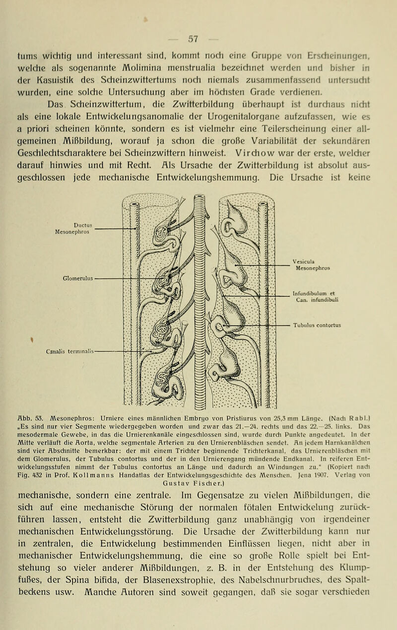 tums wichtig und interessant sind, kommt noch eine Gruppe von Erscheinungen, welche als sogenannte Molimina menstrualia bezeichnet werden und bisher in der Kasuistik des Scheinzwittertums noch niemals zusammenfassend untersucht wurden, eine solche Untersuchung aber im höchsten Grade verdienen. Das Scheinzwitterturn, die Zwitterbildung überhaupt ist durchaus nicht als eine lokale Entwickelnngsanomalie der Urogenitalorgane aufzufassen, wie es a priori scheinen könnte, sondern es ist vielmehr eine Teilerscheinung einer all- gemeinen Mißbildung, worauf ja schon die große Variabilität der sekundären Geschlechtscharaktere bei Scheinzwittern hinweist. Virchow war der erste, welcher darauf hinwies und mit Recht. Als Ursache der Zwitterbildung ist absolut aus- geschlossen jede mechanische Entwickelungshemmung. Die Ursache ist keine Vesicula Mesoncphros Infundibulum et Can. infundibuli TubuUis contortus Cnnalis terminalis Abb. 53. Mesoncphros: Urniere eines männlichen Embryo von Pristiurus von 25,3mm Länge. (Nach Rabl.) „Es sind nur vier Segmente wiedergegeben worden und zwar das 21.—24. rechts und das 22.-25. links. Das mesodermale Gewebe, in das die Urnierenkanäle eingeschlossen sind, wurde durch Punkte angedeutet. In der Mitte verläuft die Aorta, welche segmentale Arterien zu den Urniercnbläschen sendet. An jedem Hnrnkunülchen sind vier Abschnitte bemerkbar: der mit einem Triditer beginnende Trichterkanal, das Urnicrenblüsehen mit dem Glomerulus, der Tubulus contortus und der in den Urnierengang mündende Endkanul. In reiferen Ent- wicklungsstufen nimmt der Tubulus contortus au Länge und dadurch au Windungen zu. (Kopiert nach Fig. 432 in Prof. Kollmanns Handatlas der Entwickelungsgeschichtc des Menschen, Jena 1907. Verlag von Gustav Fischer.) mechanische, sondern eine zentrale. Im Gegensatze zu vielen Mißbildungen, die sich auf eine mechanische Störung der normalen fötalen Entwickelung zurück- führen lassen, entsteht die Zwitterbildung ganz unabhängig von irgendeiner mechanischen Entwickelungsstörung. Die Ursache der Zwitterbildung kann nur in zentralen, die Entwickelung bestimmenden Einflüssen liegen, nicht aber in mechanischer Entwickelungshemmung, die eine so große Rolle spielt bei Ent- stehung so vieler anderer Mißbildungen, z. B. in der Entstehung des Klump- fußes, der Spina bifida, der Blasenexstrophie, des Nabelschnurbruches, des Spalt- beckens usw. Manche Autoren sind soweit gegangen, daß sie sogar verschieden