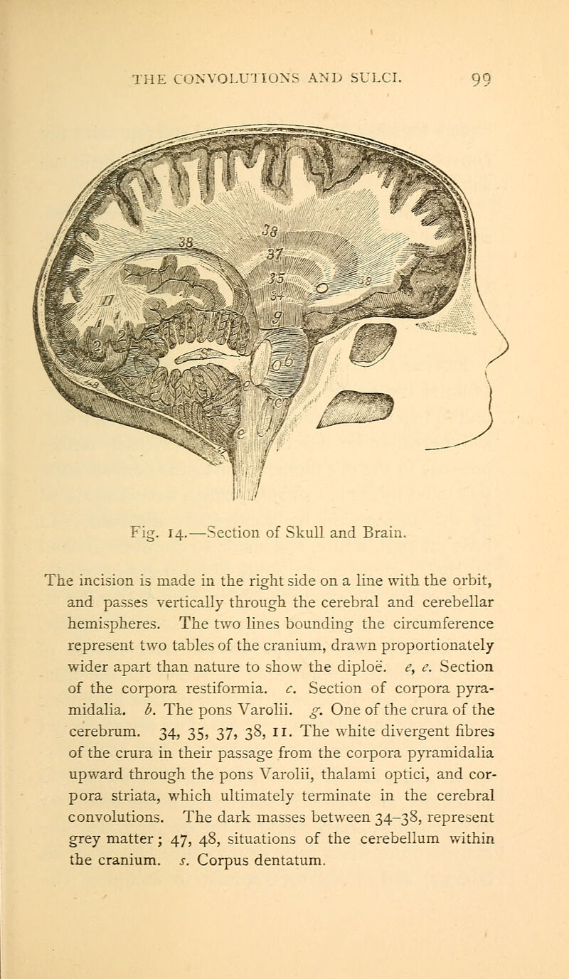 Fig. 14.—Section of Skull and Brain. The incision is made in the right side on a line with the orbit, and passes vertically through the cerebral and cerebellar hemispheres. The two lines bounding the circumference represent two tables of the cranium, drawn proportionately wider apart than nature to show the diploe. e, e. Section of the corpora restiformia. c. Section of corpora pyra- midalia. b. The pons Varolii, g. One of the crura of the cerebrum. 34, 35, 37, 38, 11. The white divergent fibres of the crura in their passage from the corpora pyramidalia upward through the pons Varolii, thalami optici, and cor- pora striata, which ultimately terminate in the cerebral convolutions. The dark masses between 34-38, represent grey matter; 47, 48, situations of the cerebellum within the cranium, s. Corpus dentatum.