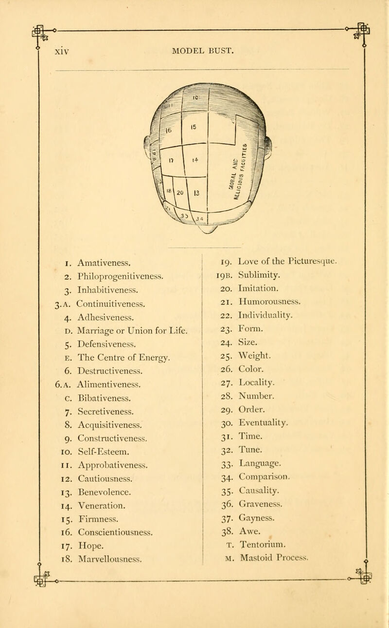 MODEL BUST. 1. Amativeness. 2. Philoprogenitiveness. 3. Inhabitiveness. 3.A. Continuitiveness. 4. Adhesiveness. D. Marriage or Union for Life. 5. Defensiveness. E. The Centre of Energy. 6. Destmctiveness. 6. A. Alimentiveness. C. Bibativeness. 7. Secretiveness. 8. Acquisitiveness. 9. Constructiveness. 10. Self-Esteem. 11. Approbativeness. 12. Cautiousness. 13. Benevolence. 14. Veneration. 15. Firmness. 16. Conscientiousness. 17. Hope. 18. Marvellousness. 19. Love of the Picturesque. [9B. Sublimity. 20. Imitation. 21. Humorousness. 22. Individuality. 23. Form. 24. Size. 25. Weight. 26. Color. 27. Locality. 28. Number. 29. Order. 30. Eventuality. 31. Time. 32. Tune. 33. Language. 34. Comparison. 35. Causality. 36. Graveness. 37. Gayness. 38. Awe. T. Tentorium. m. Mastoid Process.