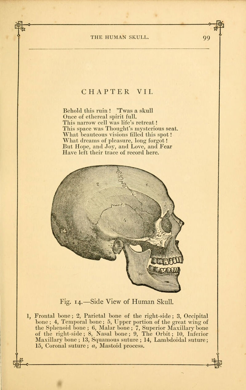 THE HUMAN SKULL. 99 CHAPTER VII. Behold this ruin ! 'Twaa a skull Once of ethereal spirit full. This narrow cell was life's retreat! This space was Thought's mysterious seat. What beauteous visions filled this spot! What dreams of pleasure, long forgot! But Hope, and Joy, and Love, and Fear Have left their trace of record here. Fig. 14.—Side View of Human Skull. Frontal hone; 2, Parietal hone of the right-side; 3, Occipital hone ; 4, Temporal bone; 5, Upper portion of the great wing of the Sphenoid bone ; 6, Malar bone ; 7, Superior Maxillary bone of the right-side; 8, Nasal bone; 9, The Orbit; 10, Inferior Maxillary bone ; 13, Squamous suture ; 14, Lambdoidal suture; 15, Coronal suture ; a, Mastoid process. 4*f-^-