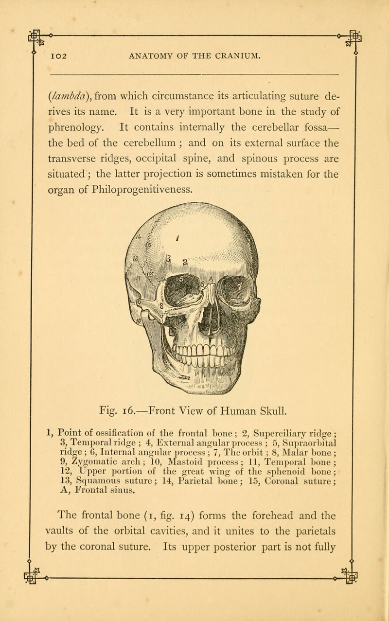 rf3*-»- ANATOMY OF THE CRANIUM. (lambda), from which circumstance its articulating suture de- rives its name. It is a very important bone in the study of phrenology. It contains internally the cerebellar fossa— the bed of the cerebellum ; and on its external surface the transverse ridges, occipital spine, and spinous process are situated; the latter projection is sometimes mistaken for the organ of Philoprogenitiveness. Fig. 16.—Front View of Human Skull. 1, Point of ossification of the frontal bone; 2, Superciliary ridge ; 3, Temporal ridge ; 4, External angular process ; 5, Supraorbital ridge ; 6, Internal angular process ; 7, The orbit; 8, Malar bone ; 9, Zygomatic arch; 10, Mastoid process; 11, Temporal bone; 12, Upper portion of the great wing of the sphenoid bone; 13, Squamous suture; 14, Parietal bone; 15, Coronal suture; A, Frontal sinus. The frontal bone (i, fig. 14) forms the forehead and the vaults of the orbital cavities, and it unites to the parietals by the coronal suture. Its upper posterior part is not fully