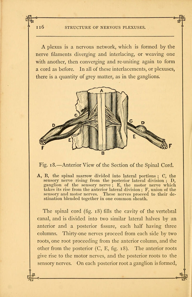-o—Kh 116 STRUCTURE OF NERVOUS PLEXUSES. A plexus is a nervous network, which is formed by the nerve filaments diverging and interlacing, or weaving one with another, then converging and re-uniting again to form a cord as before. In all of these interlacements, or plexuses, there is a quantity of grey matter, as in the ganglions. Fig. 18.—Anterior View of the Section of the Spinal Cord. A, B, the spinal marrow divided into lateral portions ; C, the sensory nerve rising from the posterior lateral division ; D, ganglion of the sensory nerve ; E, the motor nerve which takes its rise from the anterior lateral division ; F, union of the sensory and motor nerves. These nerves proceed to their de- stination blended together in one common sheath. The spinal cord (fig. 18) fills the cavity of the vertebral canal, and is divided into two similar lateral halves by an anterior and a posterior fissure, each half having three columns. Thirty-one nerves proceed from each side by two roots, one root proceeding from the anterior column, and the other from the posterior (C, E, fig. 18). The anterior roots give rise to the motor nerves, and the posterior roots to the sensory nerves. On each posterior root a ganglion is formed,