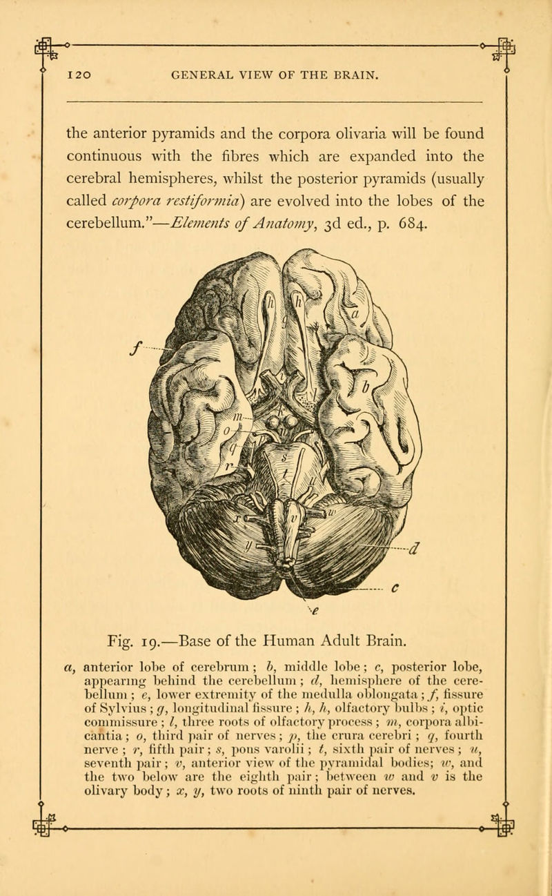 the anterior pyramids and the corpora olivaria will be found continuous with the fibres which are expanded into the cerebral hemispheres, whilst the posterior pyramids (usually called corpora restiformia) are evolved into the lobes of the cerebellum.—Elements of Anatomy, 3d ed., p. 684. a, Fig. 19.—Base of the Human Adult Brain. anterior lobe of cerebrum ; b, middle lobe; c, posterior lobe, appearing behind the cerebellum ; d, hemisphere of the cere- bellum ; e, lower extremity of the medulla oblongata;/, fissure of Sylvius ; g, longitudinal fissure ; h, h, olfactory bulbs ; /, optic commissure ; /, three roots of olfactory process; m, corpora all>i- cantia; 0, third pair of nerves; p, the crura cerebri ; q, fourth nerve ; r, fifth pair; s, pons varolii; t, sixth pair of nerves ; u, seventh pair; v, anterior view of the pyramidal bodies; w, and the two below are the eighth pair; between to and v is the olivary body; x, y, two roots of ninth pair of nerves.