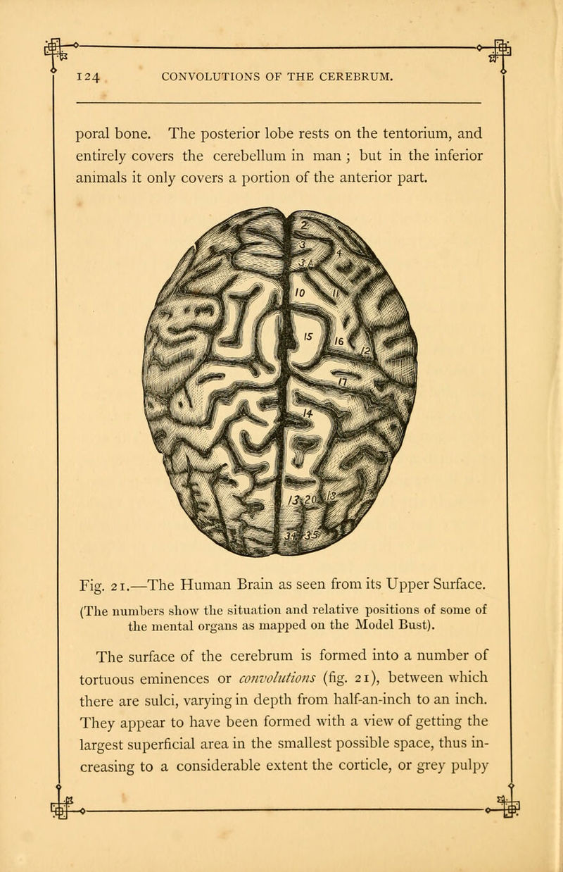 124 CONVOLUTIONS OF THE CEREBRUM. poral bone. The posterior lobe rests on the tentorium, and entirely covers the cerebellum in man ; but in the inferior animals it only covers a portion of the anterior part. Fig. 21.—The Human Brain as seen from its Upper Surface. (The numbers show the situation and relative positions of some of the mental organs as mapped on the Model Bust). The surface of the cerebrum is formed into a number of tortuous eminences or convolutions (fig. 21), between which there are sulci, varying in depth from half-an-inch to an inch. They appear to have been formed with a view of getting the largest superficial area in the smallest possible space, thus in- creasing to a considerable extent the corticle, or grey pulpy