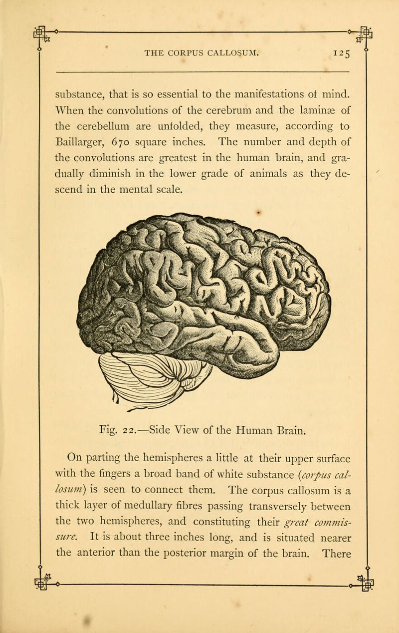 THE CORPUS CALLOSUM. 125 substance, that is so essential to the manifestations of mind. When the convolutions of the cerebrum and the laminae of the cerebellum are unfolded, they measure, according to Baillarger, 670 square inches. The number and depth of the convolutions are greatest in the human brain, and gra- dually diminish in the lower grade of animals as they de- scend in the mental scale. Fig. 22.—Side View of the Human Brain. On parting the hemispheres a little at their upper surface with the fingers a broad band of white substance {corpus cal- losum) is seen to connect them. The corpus callosum is a thick layer of medullary fibres passing transversely between the two hemispheres, and constituting their great commis- sure. It is about three inches long, and is situated nearer the anterior than the posterior margin of the brain. There