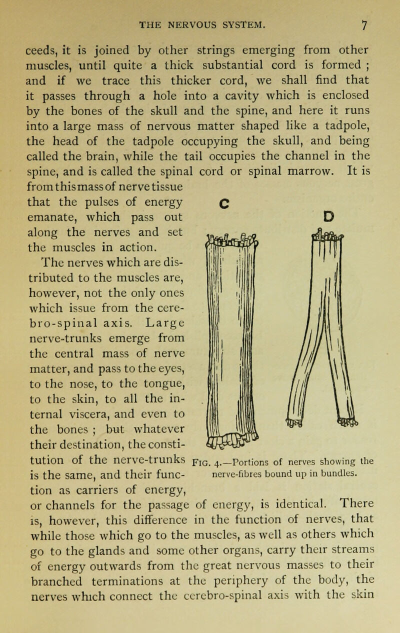 ceeds, it is joined by other strings emerging from other muscles, until quite a thick substantial cord is formed ; and if we trace this thicker cord, we shall find that it passes through a hole into a cavity which is enclosed by the bones of the skull and the spine, and here it runs into a large mass of nervous matter shaped like a tadpole, the head of the tadpole occupying the skull, and being called the brain, while the tail occupies the channel in the spine, and is called the spinal cord or spinal marrow. It is from thismass of nerve tissue that the pulses of energy Q emanate, which pass out D along the nerves and set the muscles in action. The nerves which are dis- tributed to the muscles are, however, not the only ones which issue from the cere- brospinal axis. Large nerve-trunks emerge from the central mass of nerve matter, and pass to the eyes, to the nose, to the tongue, to the skin, to all the in- ternal viscera, and even to the bones ; but whatever their destination, the consti- tution of the nerve-trunks is the same, and their func- tion as carriers of energy, or channels for the passage of energy, is identical. There is, however, this difference in the function of nerves, that while those which go to the muscles, as well as others which go to the glands and some other organs, carry their streams of energy outwards from the great nervous masses to their branched terminations at the periphery of the body, the nerves which connect the cerebro-spinal axis with the skin Fig. 4.—Portions of nerves showing the nerve-fibres bound up in bundles.