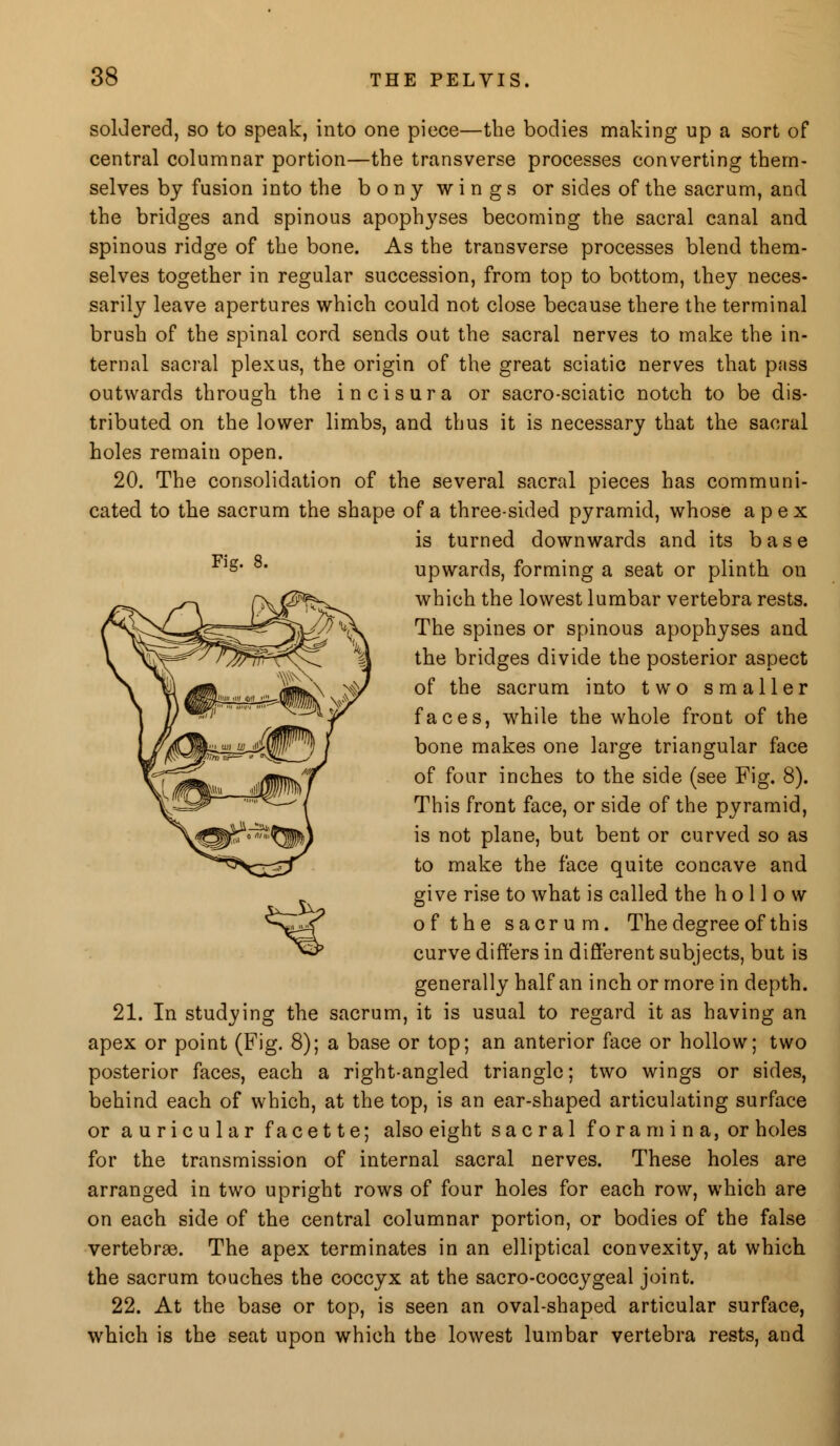 Fig. 8. soldered, so to speak, into one piece—the bodies making up a sort of central columnar portion—the transverse processes converting them- selves by fusion into the bony wings or sides of the sacrum, and the bridges and spinous apopl^ses becoming the sacral canal and spinous ridge of the bone. As the transverse processes blend them- selves together in regular succession, from top to bottom, they neces- sarily leave apertures which could not close because there the terminal brush of the spinal cord sends out the sacral nerves to make the in- ternal sacral plexus, the origin of the great sciatic nerves that pass outwards through the incisura or sacro-sciatic notch to be dis- tributed on the lower limbs, and thus it is necessary that the sacral holes remain open. 20. The consolidation of the several sacral pieces has communi- cated to the sacrum the shape of a three-sided pyramid, whose apex is turned downwards and its base upwards, forming a seat or plinth on which the lowest lumbar vertebra rests. The spines or spinous apophyses and the bridges divide the posterior aspect of the sacrum into two smaller faces, while the whole front of the bone makes one large triangular face of four inches to the side (see Fig. 8). This front face, or side of the pyramid, is not plane, but bent or curved so as to make the face quite concave and give rise to what is called the hollow of the sacrum. The degree of this curve differs in different subjects, but is generally half an inch or more in depth. 21. In studying the sacrum, it is usual to regard it as having an apex or point (Fig. 8); a base or top; an anterior face or hollow; two posterior faces, each a right-angled triangle; two wings or sides, behind each of which, at the top, is an ear-shaped articulating surface or auricular facette; also eight sacral foramina, or holes for the transmission of internal sacral nerves. These holes are arranged in two upright rows of four holes for each row, which are on each side of the central columnar portion, or bodies of the false vertebras. The apex terminates in an elliptical convexity, at which the sacrum touches the coccyx at the sacro-coccygeal joint. 22. At the base or top, is seen an oval-shaped articular surface, which is the seat upon which the lowest lumbar vertebra rests, and