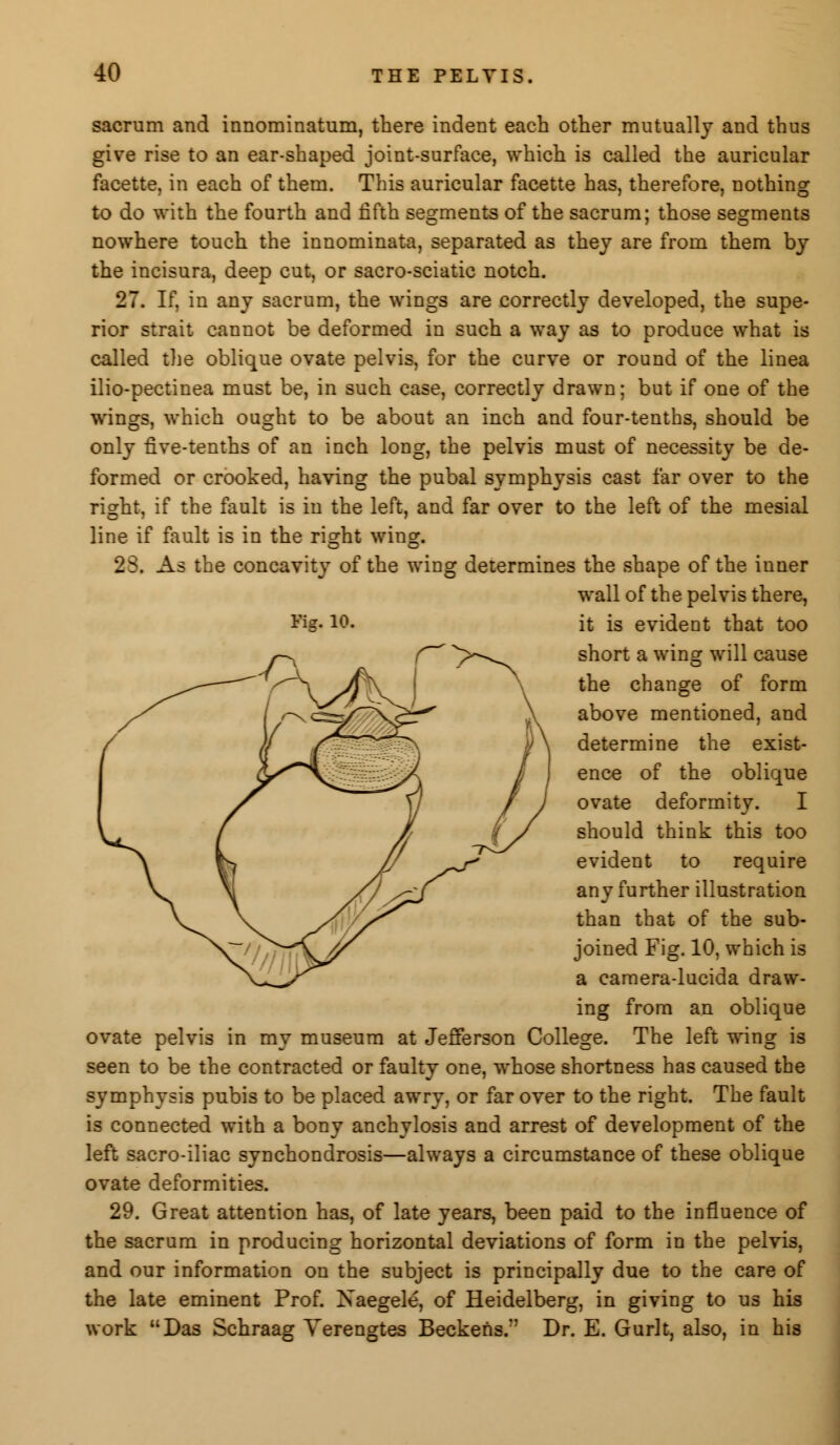 sacrum and innominatum, there indent each other mutually and thus give rise to an ear-shaped joint-surface, which is called the auricular facette, in each of them. This auricular facette has, therefore, nothing to do with the fourth and fifth segments of the sacrum; those segments nowhere touch the innominata, separated as they are from them by the incisura, deep cut, or sacro-sciatic notch. 27. If, in any sacrum, the wings are correctly developed, the supe- rior strait cannot be deformed in such a way as to produce what is called the oblique ovate pelvis, for the curve or round of the linea ilio-pectinea must be, in such case, correctly drawn; but if one of the wings, which ought to be about an inch and four-tenths, should be only five-tenths of an inch long, the pelvis must of necessity be de- formed or crooked, having the pubal symphysis cast far over to the right, if the fault is in the left, and far over to the left of the mesial line if fault is in the right wing. 23. As the concavity of the wing determines the shape of the inner wall of the pelvis there, it is evident that too short a wing will cause the change of form above mentioned, and determine the exist- ence of the oblique ovate deformity. I should think this too evident to require any further illustration than that of the sub- joined Fig. 10, which is a camera-lucida draw- ing from an oblique ovate pelvis in my museum at Jefferson College. The left wing is seen to be the contracted or faulty one, whose shortness has caused the symphysis pubis to be placed awry, or far over to the right. The fault is connected with a bony anchylosis and arrest of development of the left sacro-iliac synchondrosis—always a circumstance of these oblique ovate deformities. 29. Great attention has, of late years, been paid to the influence of the sacrum in producing horizontal deviations of form in the pelvis, and our information on the subject is principally due to the care of the late eminent Prof. Naegele, of Heidelberg, in giving to us his work Das Schraag Yerengtes Beckens. Dr. E. Gurlt, also, in his